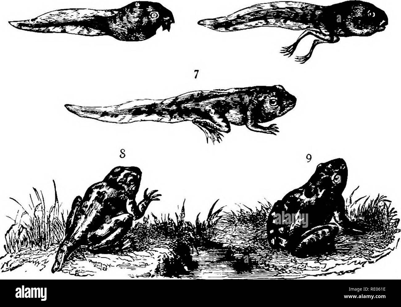 . Ein text-Buch für landwirtschaftliche Zoologie. Zoologie, Landwirtschaftliche; Zoologie, Wirtschaftliche. 326 ICHTHYOPSIDA durch gallertartige Scheiben gerundet, die schwarzen Ovum (Abb. 167, 1) als kleine runde Körper in Fsme-nahen gesehen werden. Der Junge (3), wenn sie geschlüpft und frei von Die gallertartige Umschlag bringen sich durch zwei Sauger mit dem jeUy der laichen. Die jungen Kaulquappen sind sehr wie "tailed Amphibien," und in ihrem frühesten Stadium haben. Abb. 167.-De^t: Entwicklung des Frosches. Ich habe 1 und 2 Ovfi; 3-5, Kaulquappen: 6. Zeitraum wlien ersten Paar Beine Form (hinteres Paar) i7, Iiotli Beinpaare vorhanden (LTrodela Bühne); Stockfoto