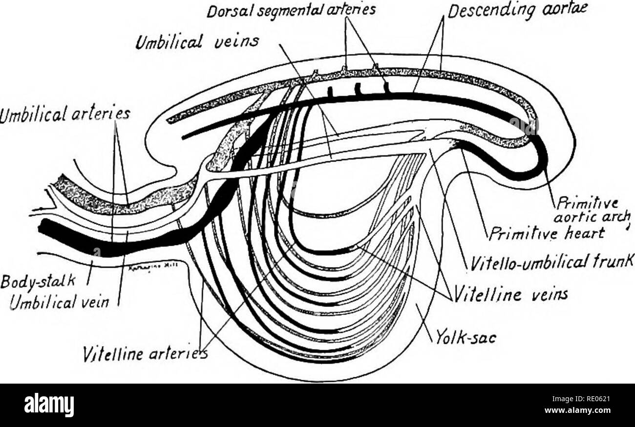 . Ein Labor Hand und Lehrbuch der Embryologie. Embryologie. PRIMITIVE