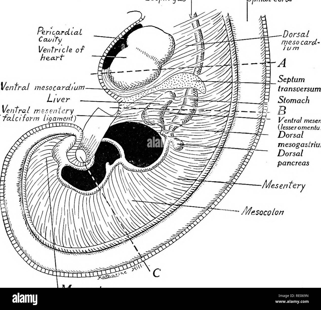 . Ein Labor Hand- und Lehrbuch der Embryologie. Embryologie. Körperhöhlen, Membran und MESENTERIES 189 zum Septum wächst der Leber. Dieser Teil der ventralen Mesenterium ergibt sich dorsal auf den geringeren Omentum des Magens und, mit dem Septum transversum, Speiseröhre Spina,!. Corct Pericardial Ccwify Ventrikel des Herzens Ventralen mesotardium Leber-ventrale Mesenterium (~fa. ltt Form ligameni. Ventrale Mesenterium {weniger Omentum) dorsalen Mesenteriums Mesocolon mesogasirium dorsalen Pankreas^ Mesorectum Abb. 182.-Schema mit den primitiven mesenteries eines frühen menschlichen Embryo in mittlere sagittale Stockfoto