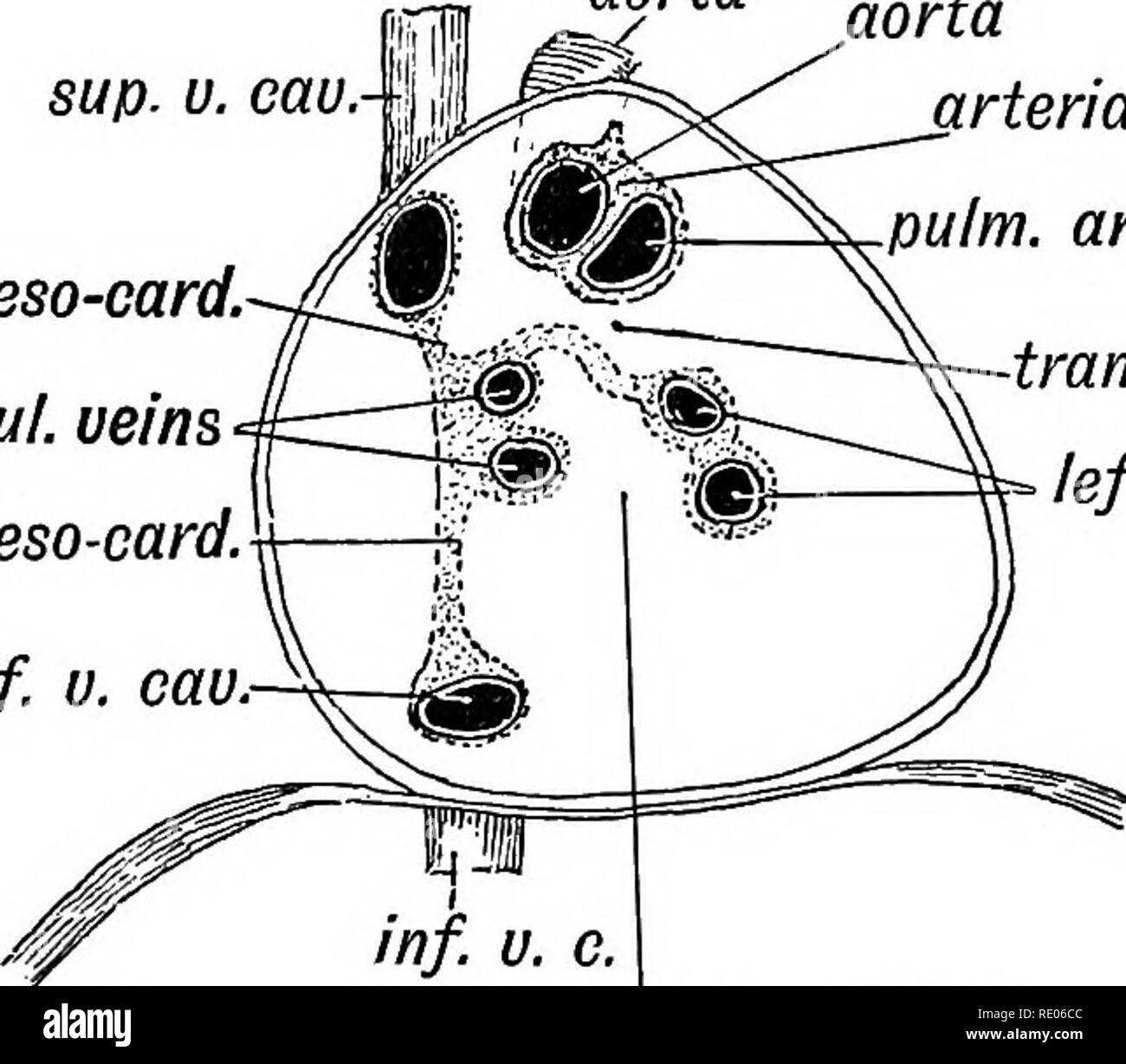 . Menschliche Embryologie und Morphologie. Embryologie, Menschliche
