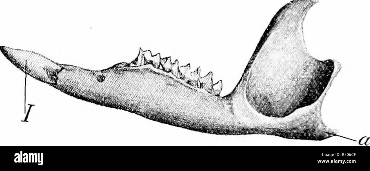 . Grundzüge der Zoologie. Zoologie. 684 MAMMALIA. Starke Stacheln auftreten Dick in Echidna, mehr dünn in Proechidna unter den Haaren. Die Schnauze ist in einem schlanken Röhre verlängert. Die gliedmassen tragen fünf Zehen, von denen zwei in Proechidna oft ohne Krallen sind und etwas rudimentär. In Echidna^ die Eier scheinen in einem vorübergehend entwickelte Tasche ausgebrütet werden. Sub-Klasse Metatheria oder Didelphia, - Ordnung Marsupialia. Mit Ausnahme der N. American Opossums, alle Beuteltiere jetzt lebendig sind Eingeborene von Australasien. Aber fossile Überreste in Europa und Amerika zeigen, dass Sie hatte einmal eine breite Palette. Als t Stockfoto