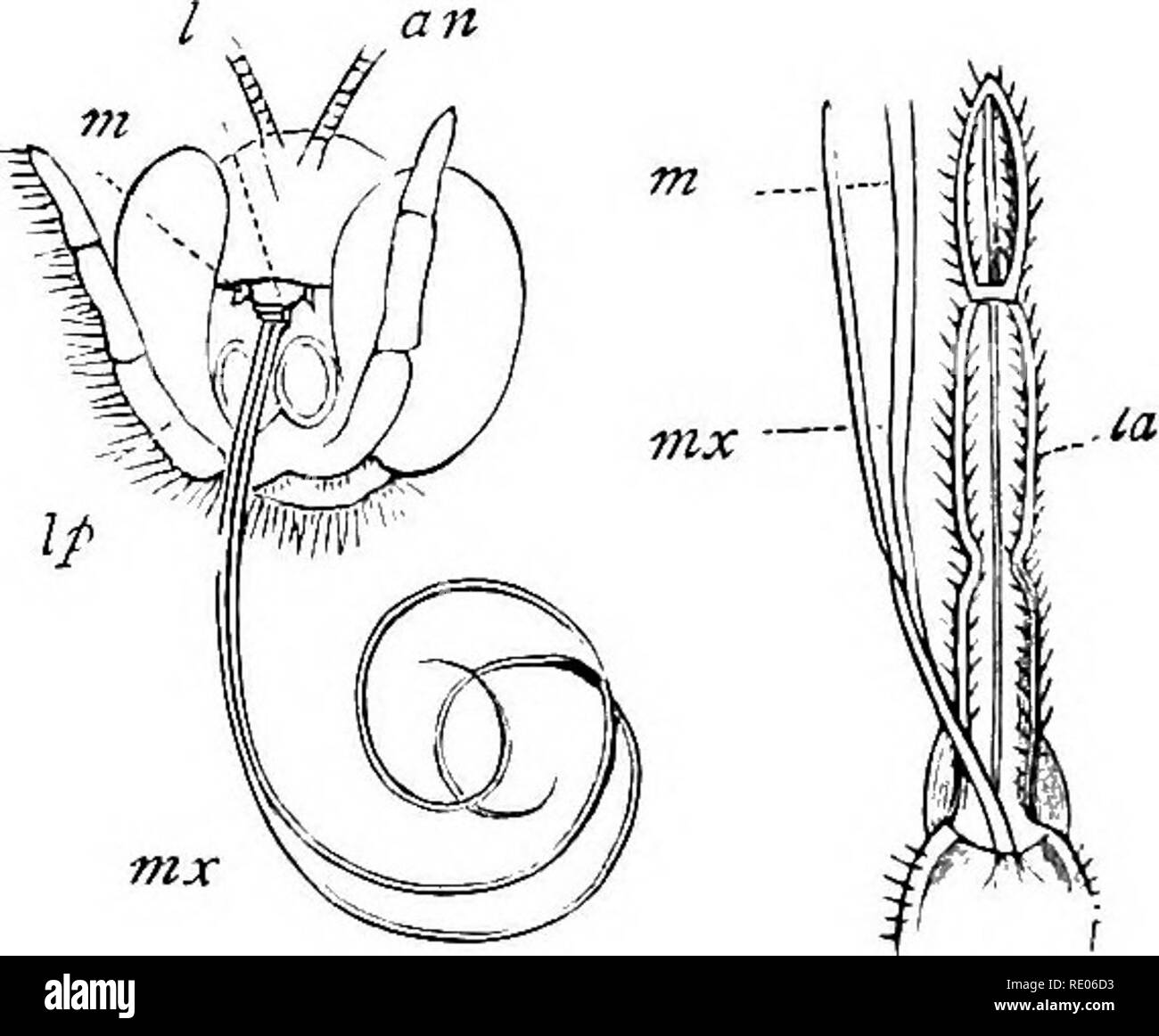 . Ein text-Buch für landwirtschaftliche Zoologie. Zoologie, Landwirtschaftliche; Zoologie, Wirtschaftliche. Abb. 50.- Mund Teile von Insekten. A, Beißen Mund Teile; b, saugen, und c, piercing Mund: ICH, Oberlippe; dibles; 7 ax. maxillBe: 7 "p, maxillaris Palpen; La, untere Lippe; Ip, labial Palpen; Tenna;. (Nicholson.) 71, Mann-aw, ein - Verhindert, dass solche Insekten besitzen, es zu tun, um eine Beschädigung zu vermeiden. Diese Gruppen mit dieser Art der oralen Struktur Beihilfen mehr oder weniger in der Düngung von Pflanzen. Es wird vor allem sein, dann, unter der das Beißen und Piercing mouthed Insekten, die die schädigenden Arten gefunden werden. Aber wir müssen Stockfoto