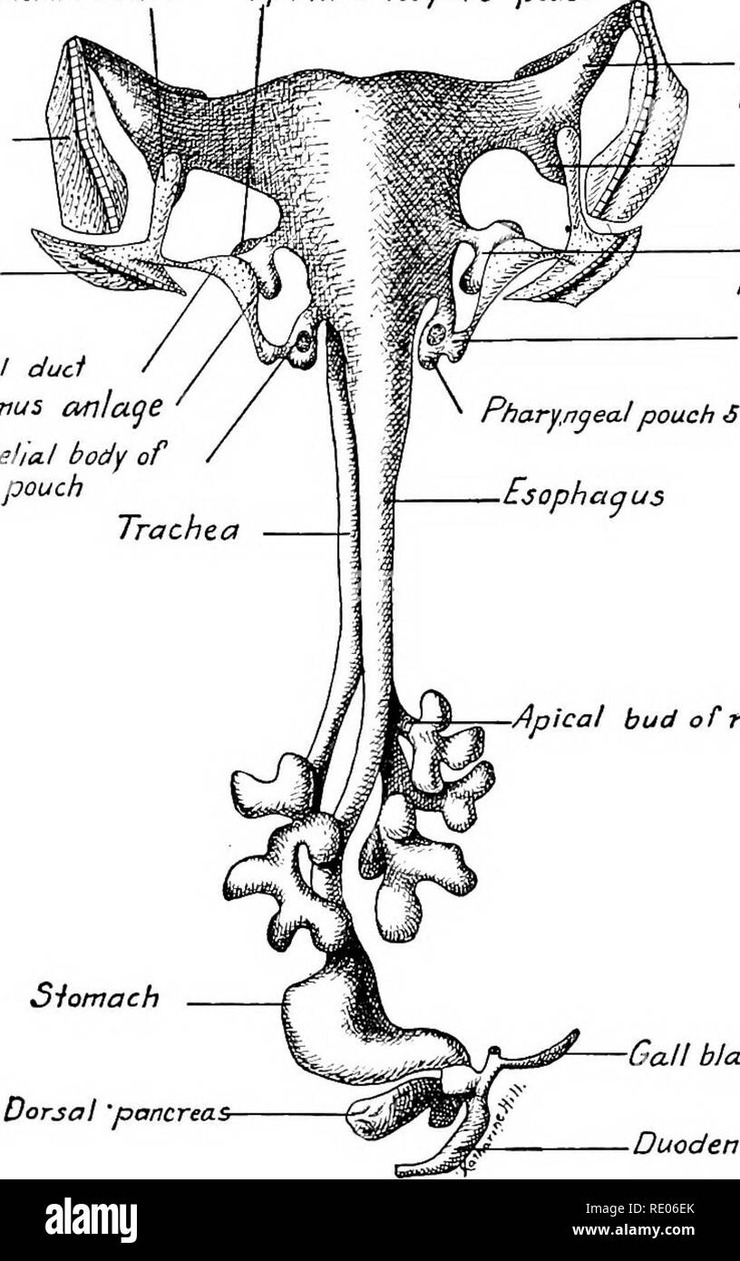 . Ein Labor Hand- und Lehrbuch der Embryologie. Embryologie. 170 Die ENTODERMAL KANAL UND SEINE DERIVATE Schlundtaschen bald verbinden sich mit dem Rachenraum durch weit offen. Die dritte und vierte Beutel wachsen laterad und ihre diverticula Kom- municate mit den pharynx durch enge Kanäle in 10 bis 12 mm. Embryonen (Abb. 162). Wenn der zervikalen Sinus ist das Ektoderm des Zweiten, Dritten und Vierten branchial Klüften gebildet wird herausgezogen Branchial und zervikalen Kanälen und der Branchial Vesikel zu produzieren. Diese sind abgesichert bei der Schließung Platten mit dem entoderm der Zweiten, Dritten und Stockfoto