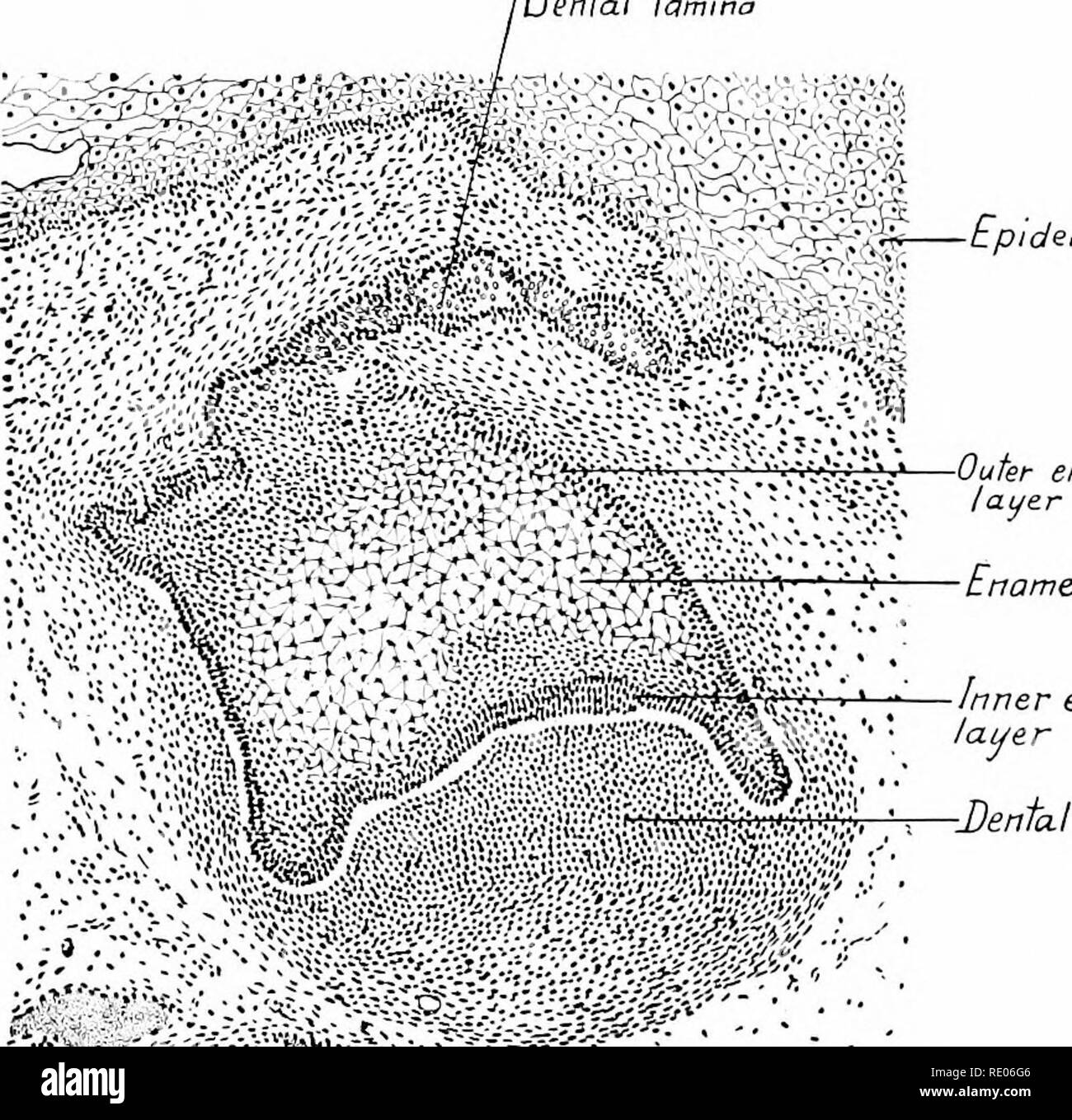 . Ein Labor Hand- und Lehrbuch der Embryologie. Embryologie. 164 DIE ZERLEGUNG SCHWEIN Embryonen, die für die Studie der Zahnschmelz ist zunächst als uncalcified fibrillären Schicht, die später in Form von Prismen Emaille verkalkte wird festgelegt. Von den Enden der Zellen Projekt cutic - Denfal Lamina. emaille Schmelzpulpa Emaille Papille - • -...'" - ".fr &Amp; Ich&amp; fM-: .... v -.''.-mil-w*^. Abb. 150. - Abschnitt durch den oberen ersten decidual Schneidezahn Zahn aus einer 65mm. menschlichen Embryo. X70. rtCfte^r^p^y, spitze Zunge Submaxillary Kanal Sublingual Kanal. Bitte beachten Sie, dass diese Bilder aus gescannten pa extrahiert werden Stockfoto