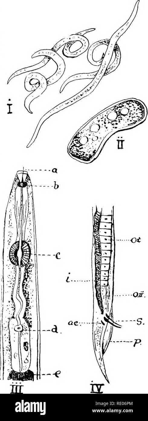 . Ein text-Buch für landwirtschaftliche Zoologie. Zoologie, Landwirtschaftliche; Zoologie, Wirtschaftliche. EELWORMS. 71 Für eine seltsame Krankheit in der Hop bekannt als "brennnessel": Sie werden es nicht als Parasiten, sondern als SAP-rophytes. Fermentationen werden auch von einigen Anguillulidse, wie z. b. Durch den Essig hergestellt - und Einfügen - Worms. Die weitaus größere Anzahl frei leben damji in der Erde und im Wasser. Eelworms sind sehr Min-ute Würmer, mit sehr dünnen Fellen und lag nur ein paar vergleichsweise große Eier, die eine rasche Entwicklung durchlaufen. Parasitäre und saprophytische Formulare können durch die Anwesenheit eines neugierigen Mund erzählt werden - sp Stockfoto