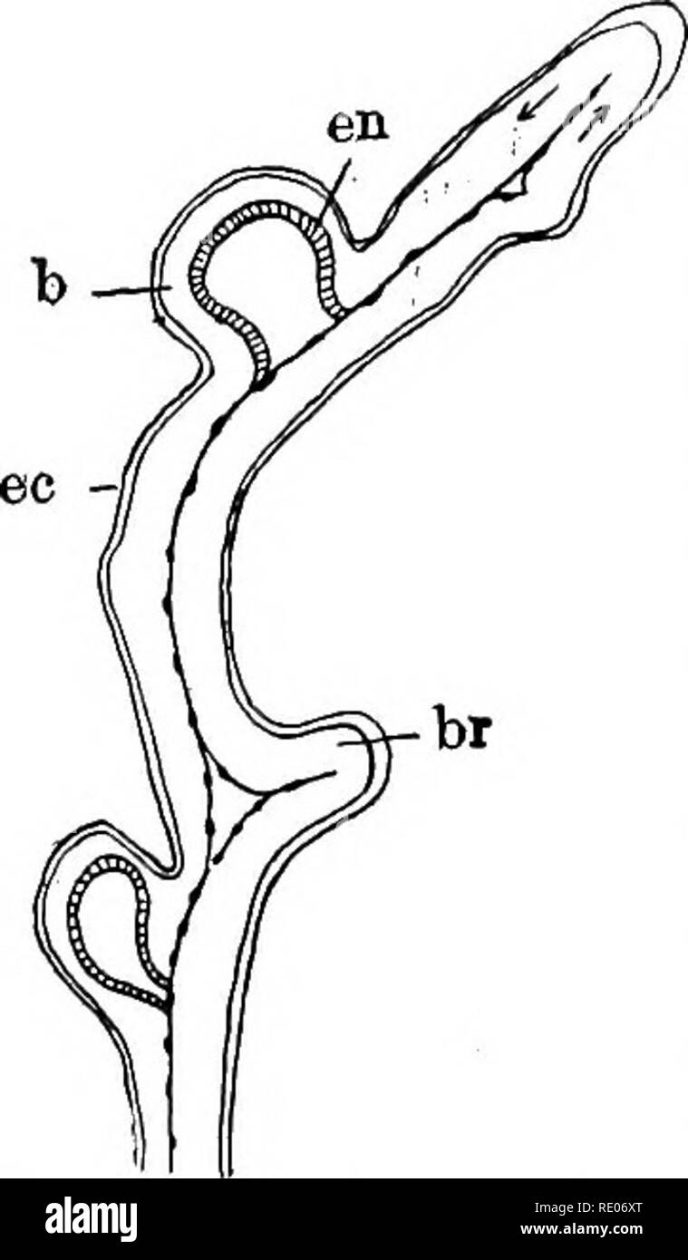 . Ein text-Buch von Wirbellosen Morphologie. Wirbellose Tiere. 628 wirbellose MORPHOLOOT.. Der Test; tlie Hohlraum enthält Es ist kontinuierlich mit dem Körper - zölom und wird deshalb von Mesoderm gesäumt und ist in zwei Abteile durch eine Längs- Partition, der zurück zu seinem Ursprung von der posterioren Wand des Branchial sac der ursprünglichen individuellen zurückverfolgt werden kann. Da ektodermalen Gewebe zwischen dem Mesoderm und die innere Oberfläche des Tests liegt, zum Ausläufer enthält alle drei Teile des Keim-Schichten, und ein Teil jeder geht in jedem Bud (i) wie sie entsteht. Die ersten Anzeichen dafür, dass das Stockfoto