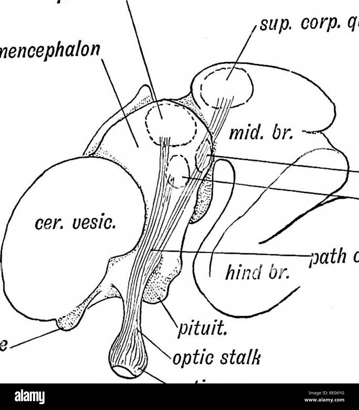 . Menschliche Embryologie und Morphologie. Embryologie, Menschliche; Morphologie. 188 menschliche Embryologie und Morphologie. Optic Traktate werden gesehen, zu kündigen. Die Fasern wachsen in der Optic Halm, decussate im Boden des Dritten ventrikels zwischen der Entstehung der optischen Vesikel, und bilden somit den Chiasma. Die optische Fasern wachsen rückwärts auf der Oberfläche von thala - mencephalon (siehe Kg. 153) und auf der Optic thalamus die Nervenzentren der anschließend das pulvinar, geniculate puluinar thalamencephalon sup Form zu erreichen.corp.Quad. olf. Lobe. int. Genie, extern Genie. yath der Lichtwellenleiter yituit. "Optic stal Stockfoto