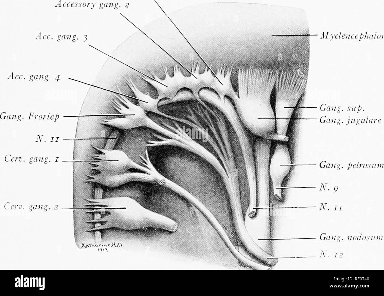 . Ein Labor Hand- und Lehrbuch der Embryologie. Embryologie. Die ANATOMIE VON 10 BIS 12 MM. Schwein EMBRYONEN 123 hypophyseal lobe. (3) Die mesencephalon ist ungeteilt aber seinen Hohlraum wird die zerebrale Aquädukt führenden kaudal in den vierten Ventrikel. (4) Der melcncephalon aus dem mesencephalon durch eine Verengung getrennt ist, den Isthmus. Dorso-lateralen!) - er wird das Kleinhirn, ventral der Pons. (5) Die längliche myelencephalon wird über eine dünne Schicht nicht nervös ependymal überdacht. Die ventro-lateralen Wand ist verdickt und noch gibt interne Angabe des ncuromcrcs. Die Kavität Stockfoto
