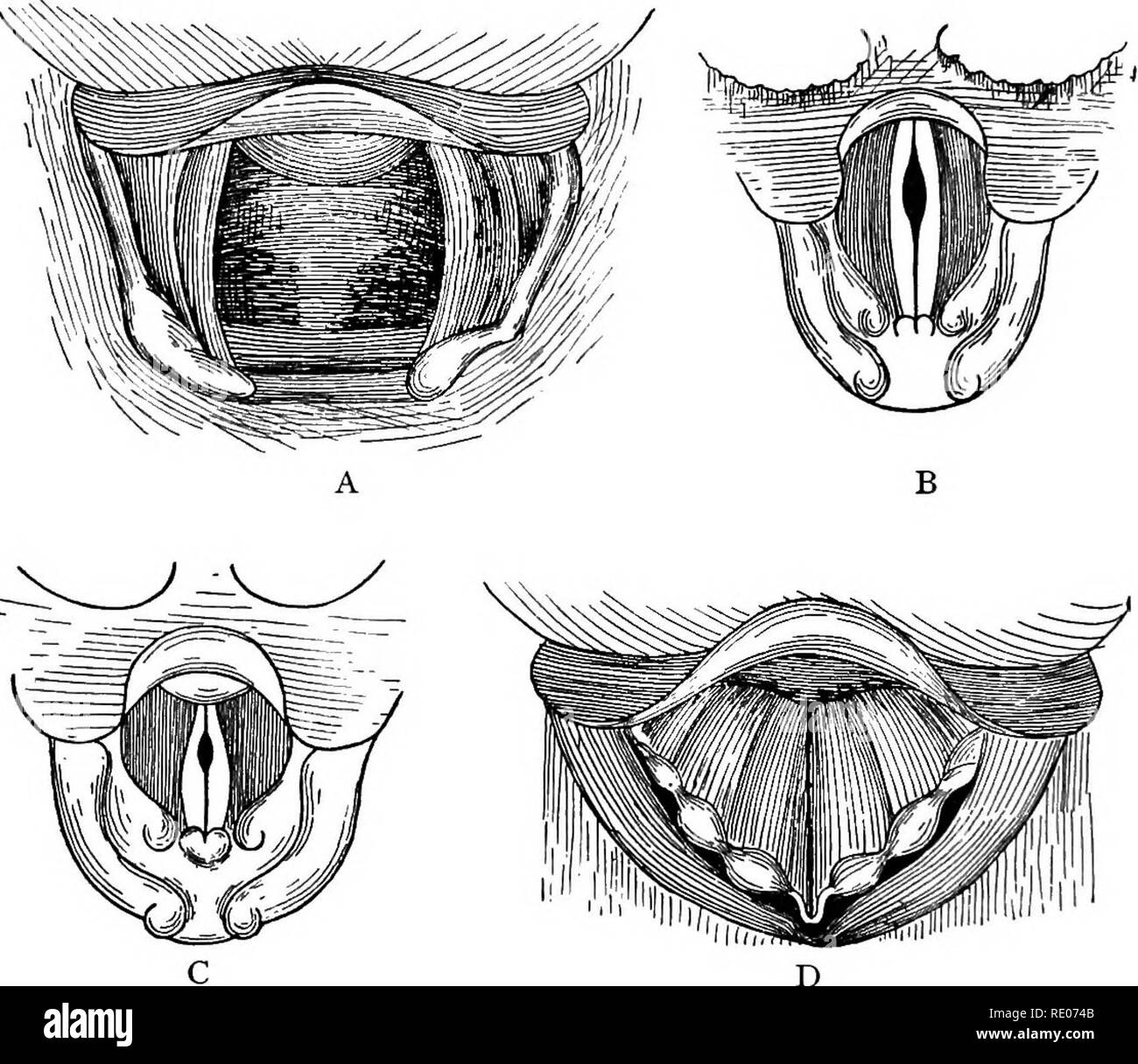 Umrisse der vergleichenden Physiologie und Morphologie der Tiere. Anatomie,  Physiologie, Vergleichende; Vergleichende. 208 Physiologie und Morphologie  der Tiere. angespannt, und die Kanten sind zu vibrieren. (4) Wenn der vocal  Sound ist
