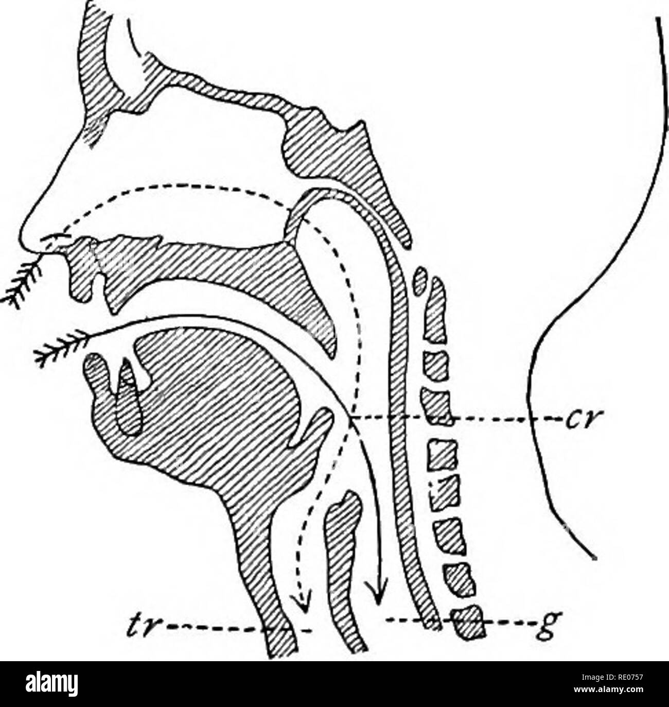 Umrisse der vergleichenden Physiologie und Morphologie der Tiere. Anatomie,  Physiologie, Vergleichende; Vergleichende. Sinnesorgane. 205 130), dass die  Passage der Nahrung vom Mund zum Magen und der Luft, die von der Nase