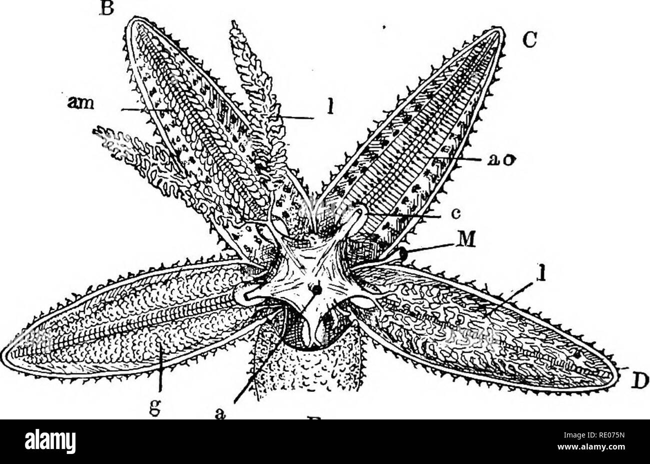 . Ein text-Buch von Wirbellosen Morphologie. Wirbellose Tiere. 558 wirbellose MORPHOLOOT. Die unteren Schichten der ektoderm. Nach aboral Oberfläche der mündlichen Ring und zu den radialen Nerven Abschnitte zeigen deutliche Bands von Fasern aus dem Ring und Nerven durch eine feine Schicht von Bindegewebe voneinander getrennt sind; diese Stellen die Mus- System von Nerven (Abb. - 254, mm), und ihre Äste erscheinen, um die Muskeln des Körpers geliefert - Wand und der Ampullen und Röhrchen - Füße. Die aboral System ist aber schwach entwickelt, mit dem der Haarsterne verglichen. Ein trans-vers Abschnitt von einem Arm zeigt liegend Stockfoto