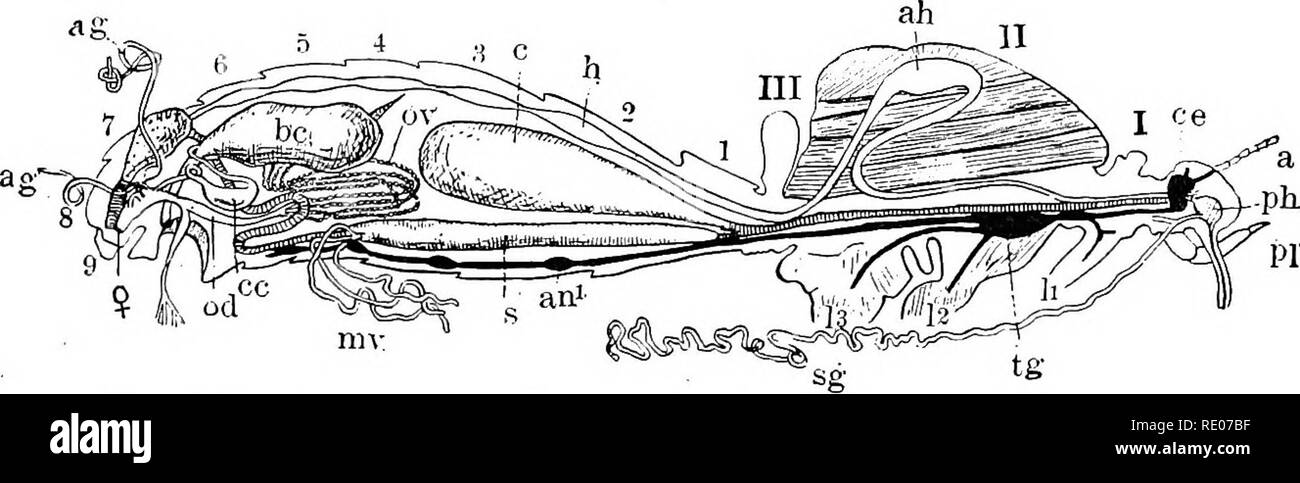 . Ein text-Buch von Wirbellosen Morphologie. Wirbellose Tiere. Typ TRAGEEATA. 493 Licht in der Intensität gleich, dass der Firefly mit den Ausgaben von so wenig Energie. Der Verdauungstrakt ist in der Regel sehr viel komplizierter als in anderen Klassen der Tracheates und wird in der Regel mehr oder weniger verdreht oder verzerrte in der Bauchgegend, so dass in der Regel ist er länger als der Körper. Der Mund wird vor durch eine in der Regel große Oberlippe oder Labrum, in der Regel mit dem Mund beschrieben - Teile begrenzt, aber unterscheiden sich von ihnen nicht, auf die ein paar Anhängsel. Den vorderen Teil des Darmes, Stockfoto