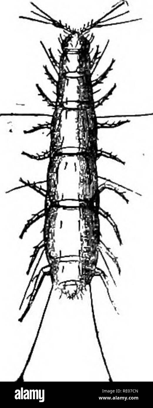 . Ein text-Buch von Wirbellosen Morphologie. Wirbellose Tiere. 482 wirbellose MOBPHOLOGT. Die Fusion von bestimmten metameres paarweise, so dass zwei Paare von anhängseln scheinen einige der Segmente zu gehören, die doppelte Natur ist durch das Auftreten in Ihnen von zwei Paare von Nerven gezeigt - Ganglien. Die Antennen (Abb. 221) bemerkenswert sind in Form, bestehend aus einem 4-gelenkwelle basalen Teil, die an der Spitze bifurcates, einer der Bifurkationen Lager zwei lange Geißeln und eine eigentümliche sphärischen angepirscht Körper, während die andere trägt einen einzigen flagellum. Kiefer sind vorhanden, und es gibt auch Stockfoto