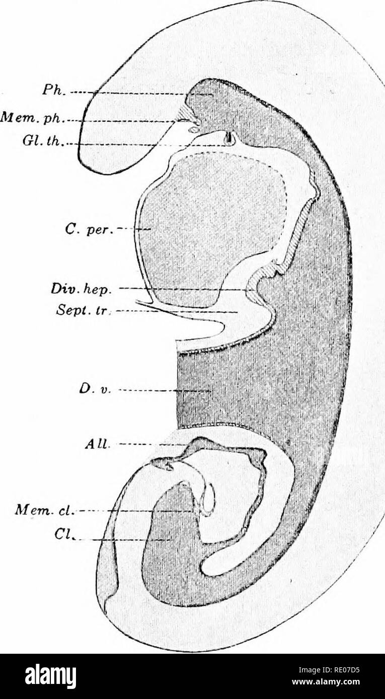 Ein Labor Hand- und Lehrbuch der Embryologie. Embryologie. 86 der fetalen  Membranen und frühen menschlichen Embryonen menschliche Allantois so klein  ist rudimentär und im Vergleich mit der von Feder- und Schalenwild.