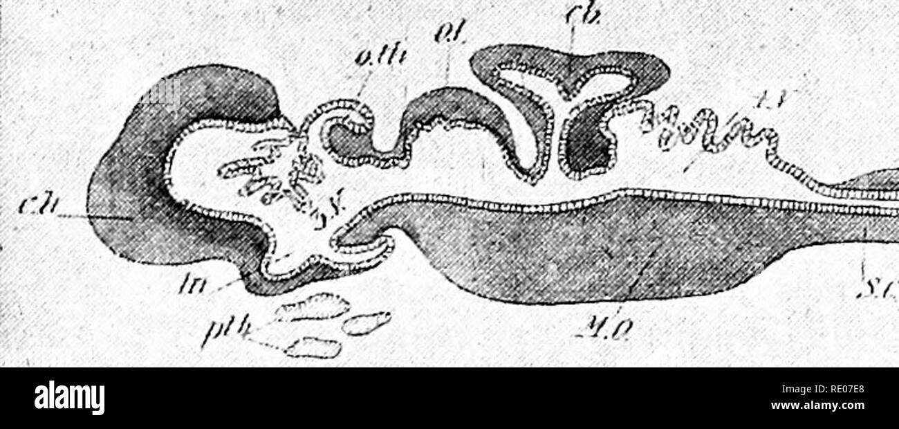 . Grundzüge der Zoologie. Zoologie. Das Gehirn. 435 Das Gehirn. In einem frühen Stadium, noch bevor die Schließen-in Prozess abgeschlossen ist, bestimmte Teile der vorderen Region der Medulläre canal schneller als andere wachsen, und die drei primären Gehirn Bläschen bilden. Durch weitere Prozesse von Wachstum und Verengung, diese drei bilden die fünf Regionen des erwachsenen Gehirns. Wenn zuerst gebildet das Gehirn Bläschen, die er in einer geraden Linie, sondern als Folge, wahrscheinlich, Ihre schnelle und ungleichen Wachstum ist dieser Zustand bald verloren, und eine marlied kranialen Biegung erzeugt wird. In den niedrigeren Formen, z.b.. Cyclostom Stockfoto