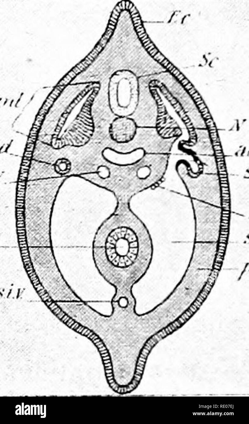 . Grundzüge der Zoologie. Zoologie. 42 t) STRUKTUR DER VERTEBRATA. lung der Exoskelett mag vielleicht wie die bergspitze einer Verfassung, die zu extremen und unrentable Passivität neigt, angesehen werden. Die Haut umfasst: - (n) die Epidermis, die in der Regel in mehreren Schichten, die äussere "Horny" Stratum corneum, die innere "schleimige" Stratum malpighii oder mucosum; beide abgeleitet aus dem ektoderm oder epiblast des Embryos. (/') Der Dermis, Cutis, Lederhaut, oder unter der Haut, oder, aus dem Mesoderm Mesoderm des Embryos abgeleitet. Von der Epidermis sind Federn, Haare abgeleitet und einige Arten von Waagen. Die Stockfoto