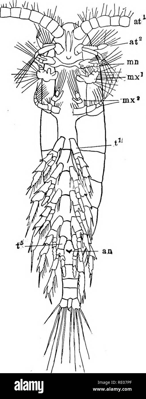 . Ein text-Buch von Wirbellosen Morphologie. Wirbellose Tiere. 394 INVERTBBRATB MOBPHOLOQT. Anhängsel in zwei Teile trennt eingefügt separat in den Körper-Wand. Die Ein-terior ist eine vergleichsweise kleine Platte mit zahlreichen Schluckfunktion setse auf seiner inneren Rand zur Verfügung, während der hintere ist ein längliches limblike Struktur. Es ist diese Kombination aus einem maxillaris und limblike teil, die für diese Anhängsel gewonnen hat der Begriff maxilliped, obwohl es anerkannt werden muss, dass es sich um eine True cephalen handhaben und nicht vergleichbar mit den maxU - lipeds der höheren Formen. Die fünf thorakale Hautanhangsgebilde Stockfoto