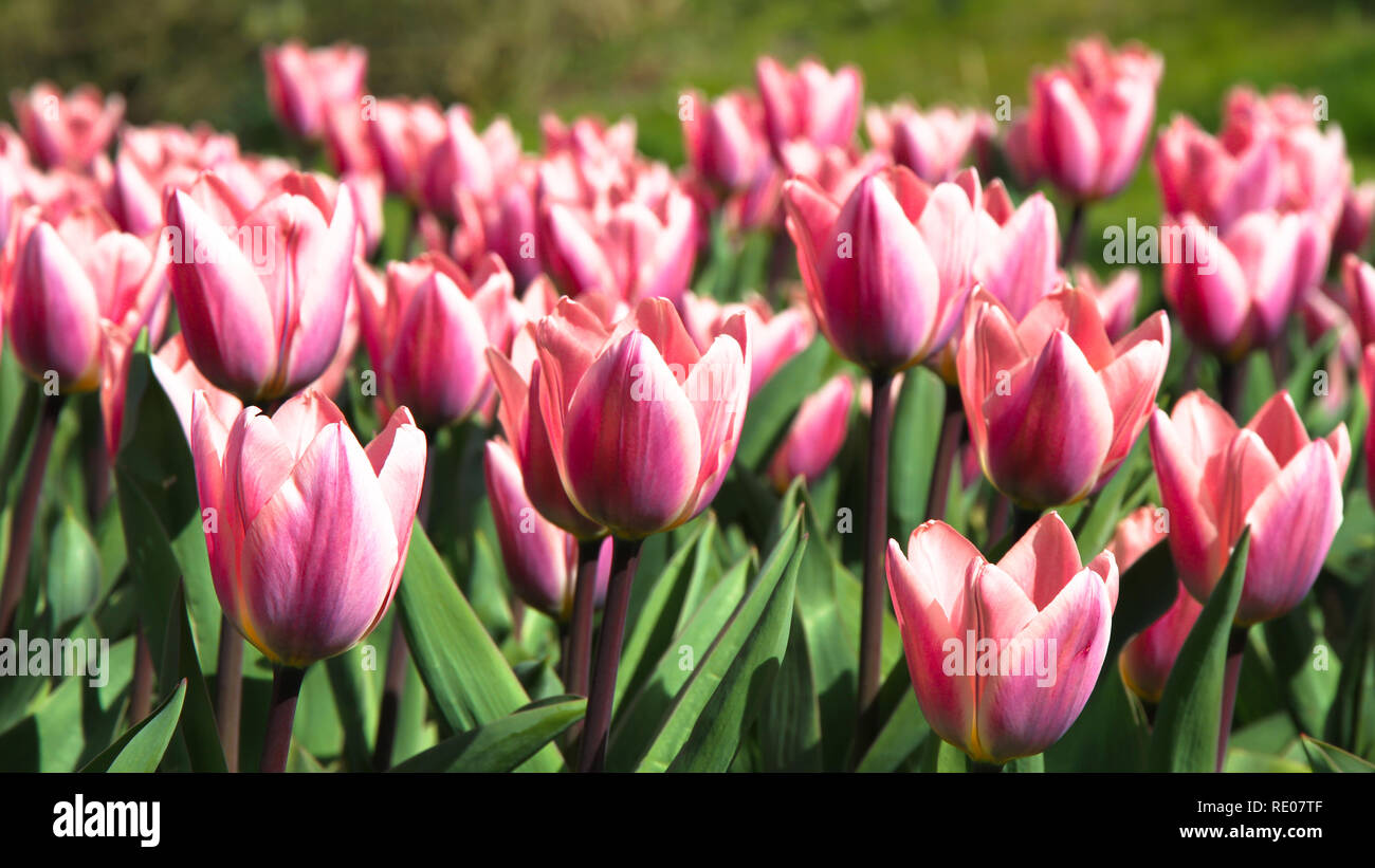 Fruhling Rosa Und Weissen Tulpen Bluhen Mit Grunen Stiel In Einem