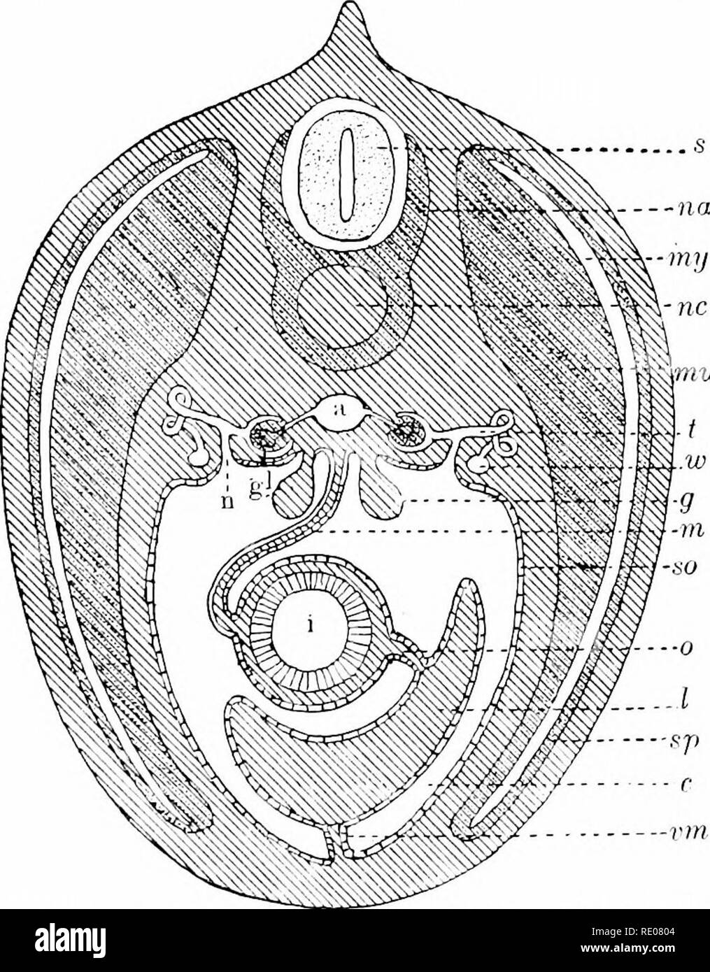 . Ein Handbuch der Zoologie. Zoologie. ir. VERTEBRATA. 645 Steigbügel. Die meisten Studenten glauben, Amboss und Hammer zu teilen (quadratische und articulare) Der mandibularbogen - ein VIEV/die ihren Abl.) Komponenten, die diese Teilung zu columella ffig werden glauben. 57:). Das Trommelfell ist in der Regel bündig mit der umgebenden Haut oder nur leicht unter dem Niveau. In der Säugetiere Es ist pro-randzone durch am Boden eines tiefen Rohr gestellt werden, die die auditive exteriial Urinarius. Die ohr Muschel, eine Falte der Haut von Knorpel unterstützt, auch für die Säugetiere beschränkt ist. Mehr imj) ortant vegetativen Organen des Körpers werden Stockfoto
