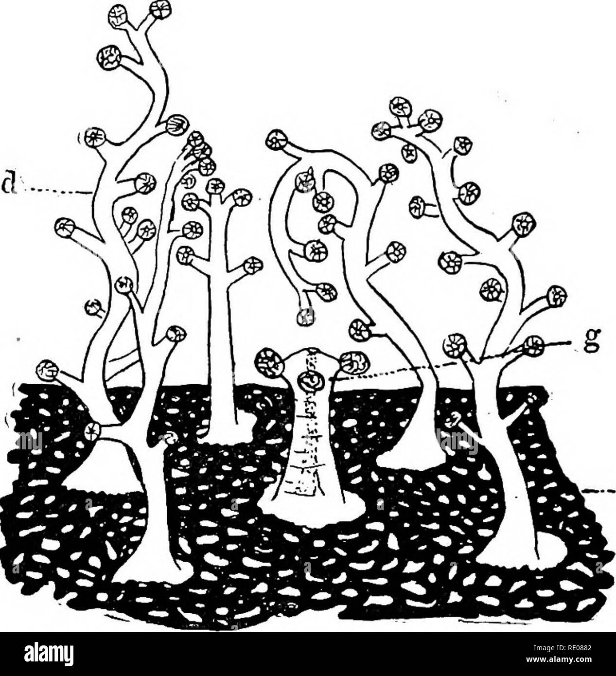 . Ein text-Buch von Wirbellosen Morphologie. Wirbellose Tiere. 90 INVERTEBBATE MORPHOLOGIE. genoppte; diese sind wahrscheinlich offensive Polypen, an der Kolonie bei der Beschaffung von Nahrungsmitteln und als dactylozoids (Bild bekannt. 46, d). Die Hohlräume der corallum, in der die gasterozoids leben, sind durch quer Partitionen in Kammern unterteilt in die Gebiete in äußerster Die hydranth eingefahren werden kann, die Anordnung daran erinnert, was in der corallum der fossilen Tabellarisieren Korallen auftritt. In der Gattung Stylaster jedoch, die rosa-rote Verzweigung corallum, diese Partitionen sind. . .. CO Bild. 46.-Teil op Colo Stockfoto