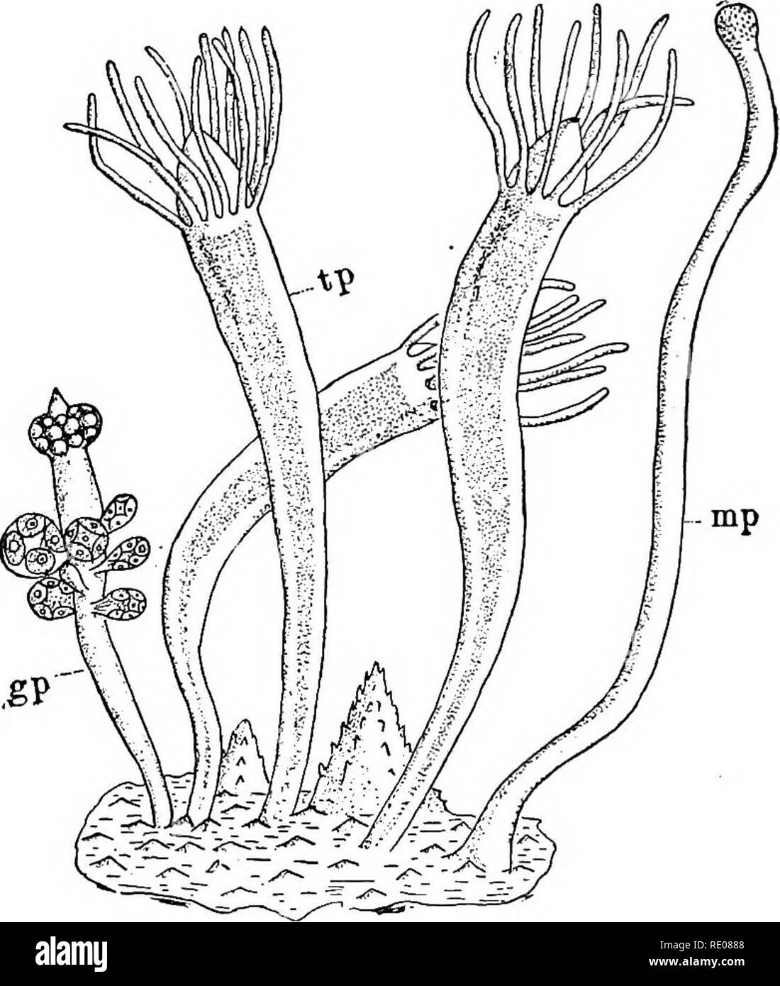 . Ein text-Buch von Wirbellosen Morphologie. Wirbellose Tiere. 88 WIRBELLOSE MORPHOLOGIE. ous stout Stacheln auftreten. Einige der hydranths sind typische trophopolyps (Abb. 44, tp) mit Filiform tentakeln und ein Mund, aber unter ihnen sind gonopolyps {gp) mit kurzen - Genoppte Tentakel, unterhalb der die Medusa-Knospen entstehen. Darüber hinaus gibt es auch an der Peripherie der Kolonie viel länger Schlank hydranths ohne Mund und wie die Gono -. Abb. 44.-Teil der Kolonie von Mydractinia echinata (aus Abbildung adaptiert von HiNCKSI. gp=gonopolyp. mp = offensive Polypen. Tp=trophopolyp. Polypen in mit kurzen - kn Stockfoto