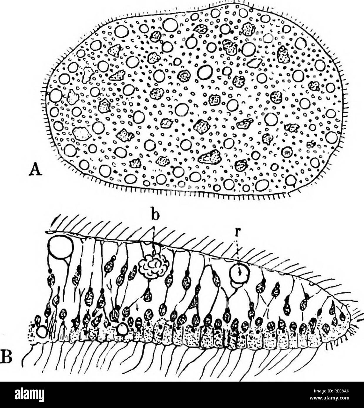 . Ein text-Buch von Wirbellosen Morphologie. Wirbellose Tiere. TRICHOPLAX, der DIGYEMIDjSS und OUTHONBGTWjE. 63 KAPITEL IV rKICHOPLAX, die DICYEMID^ und ORTHONEOTIDtE. Befoee Weitergabe an eine Beschreibung der ersten Art der Metazoen, wird es notwendig sein, die ein paar Formen, die kaum noch und noch zu große dif zugeordnet werden können - ferentiation Ihrer Komponente Zellen ihre Referenz auf den Einzeller zu rechtfertigen. Ein Dritter, der subkingdom Mesozou, wurde für sie vorgeschlagen hat, aber bis mehr über die Beziehungen der einige von ihnen zumindest zu anderen Formen bekannt ist die Einrichtung eines solchen subking Stockfoto