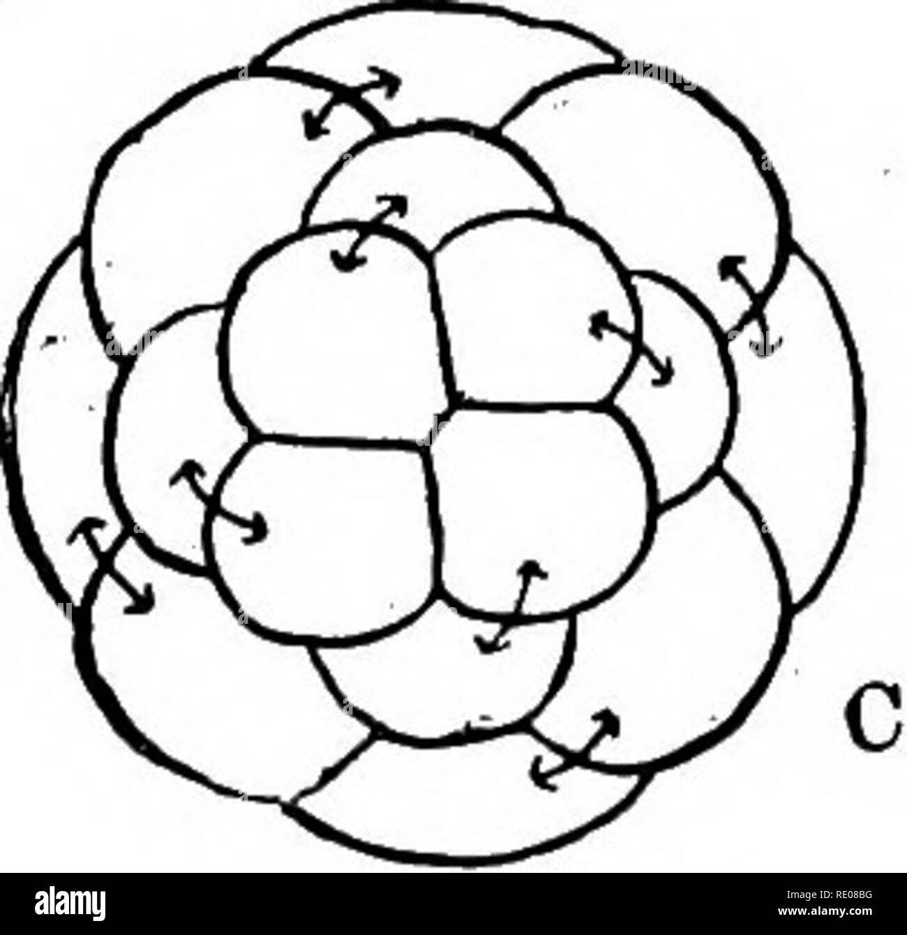 . Ein text-Buch von Wirbellosen Morphologie. Wirbellose Tiere. . Bitte beachten Sie, dass diese Bilder sind von der gescannten Seite Bilder, die digital für die Lesbarkeit verbessert haben mögen - Färbung und Aussehen dieser Abbildungen können nicht perfekt dem Original ähneln. extrahiert. McMurrich, J. Playfair (James Playfair), 1859-1939. New York, H. Holt und Unternehmen Stockfoto