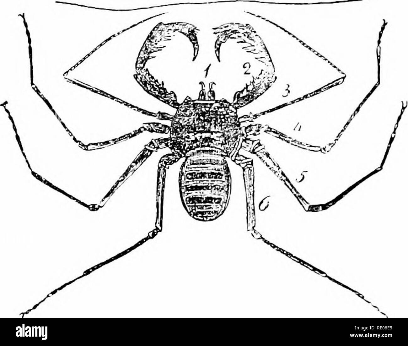. Ein Handbuch der Zoologie. Zoologie. Uns ARTIIROPODA. Die nächsten