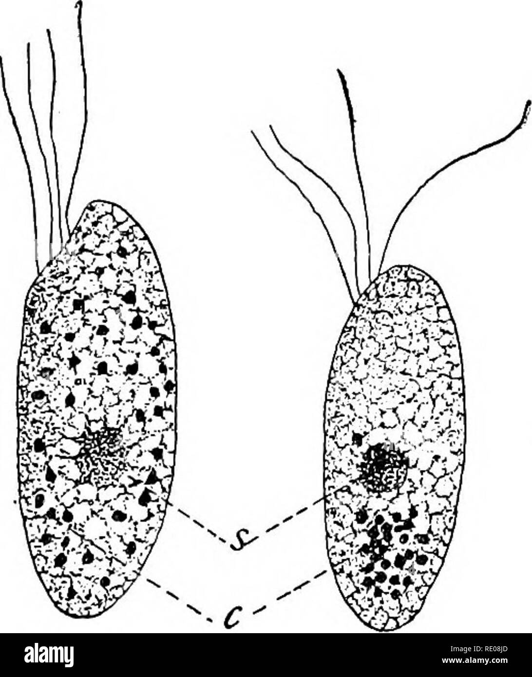 . Die protozoen. Protozoen. 270 DIE Einzeller, die von der Intra-nuklearen Abteilung - Zentrum in Euglena (Abb. 142). In Noctiluca die zentrale Spindel, die aus dem extra-nuklearen Bereich abgeleitet wird, einen ähnlichen Intra-nuklearen Position während der Teilung des Nukleus nimmt, und wenn die kernmembran verschwindet im Ad-jacent Teile des Kerns, der kinetischen Substanz ist wieder Intra-nuklearen, obwohl die Zentren der Attraktion außerhalb sind (Abb. 141, D, E). In Actinosphcerium, beide Brauer ('94) und Hertwig ('98) Erklärt die zytoplasmatische Ansammlungen (yProtoplasinakegel) als aus. Stockfoto