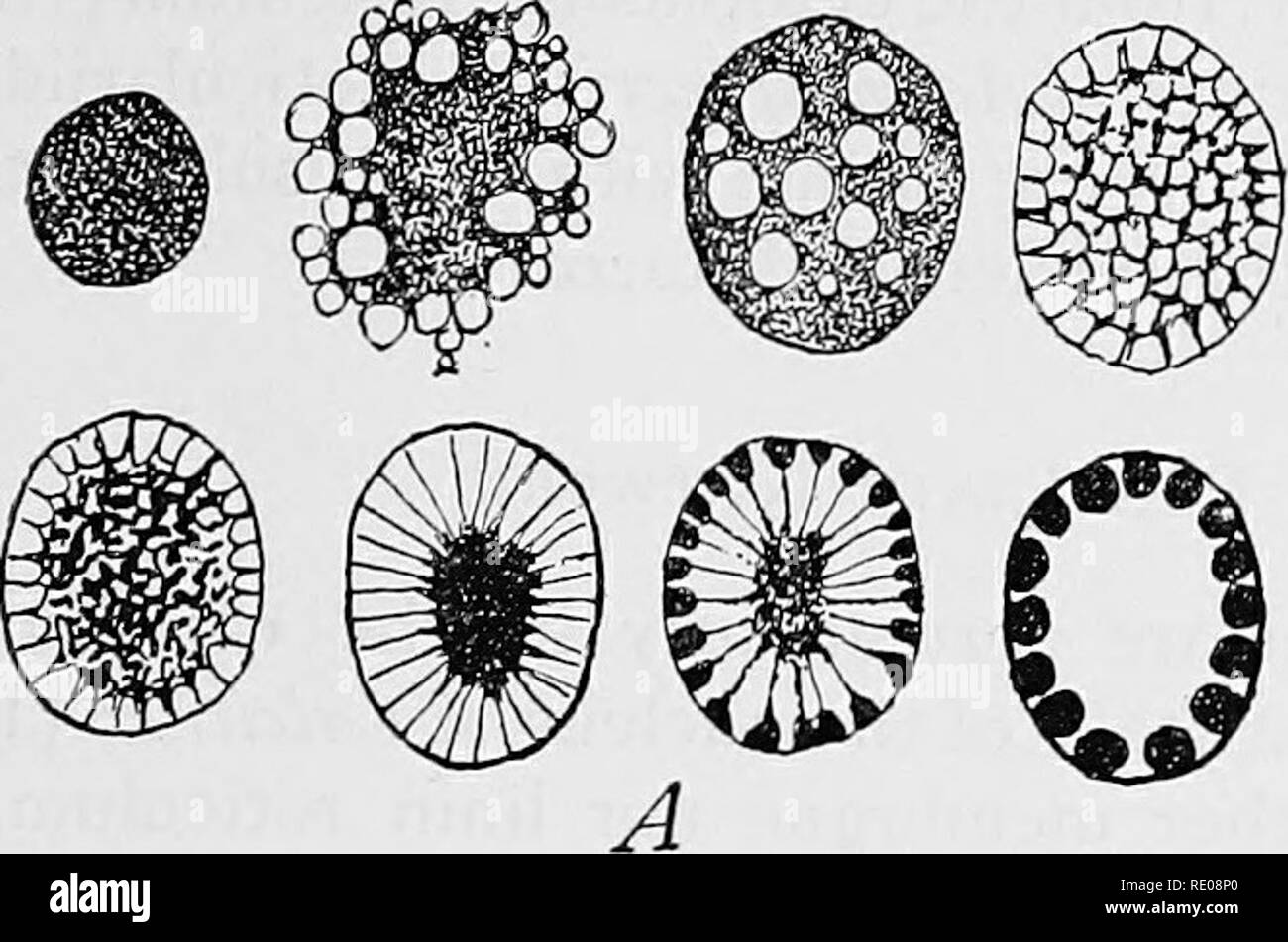 . Die protozoen. Protozoen. Spezielle MORPHOLOGIE DER PROTOZOEN KERN 25 ICH (93) in Achromatium. Eine sorgfältige Unterscheidung gemacht werden - diese Arten Tween. In Loxophyllum (Balbiani, ' 6 o), Urostyla (Bergh, '89) und Tetramitus (Stollen, '98), das Chromatin Granulat zusammen kommen und in einem einzelnen Kern vor der Abteilung. Bitte beachten Sie, dass diese Bilder sind von der gescannten Seite Bilder, die digital für die Lesbarkeit verbessert haben mögen - Färbung und Aussehen dieser Abbildungen können nicht perfekt dem Original ähneln. extrahiert. Stollen, Gary N. (Gary Nathan), b. 1869. New York, Th Stockfoto