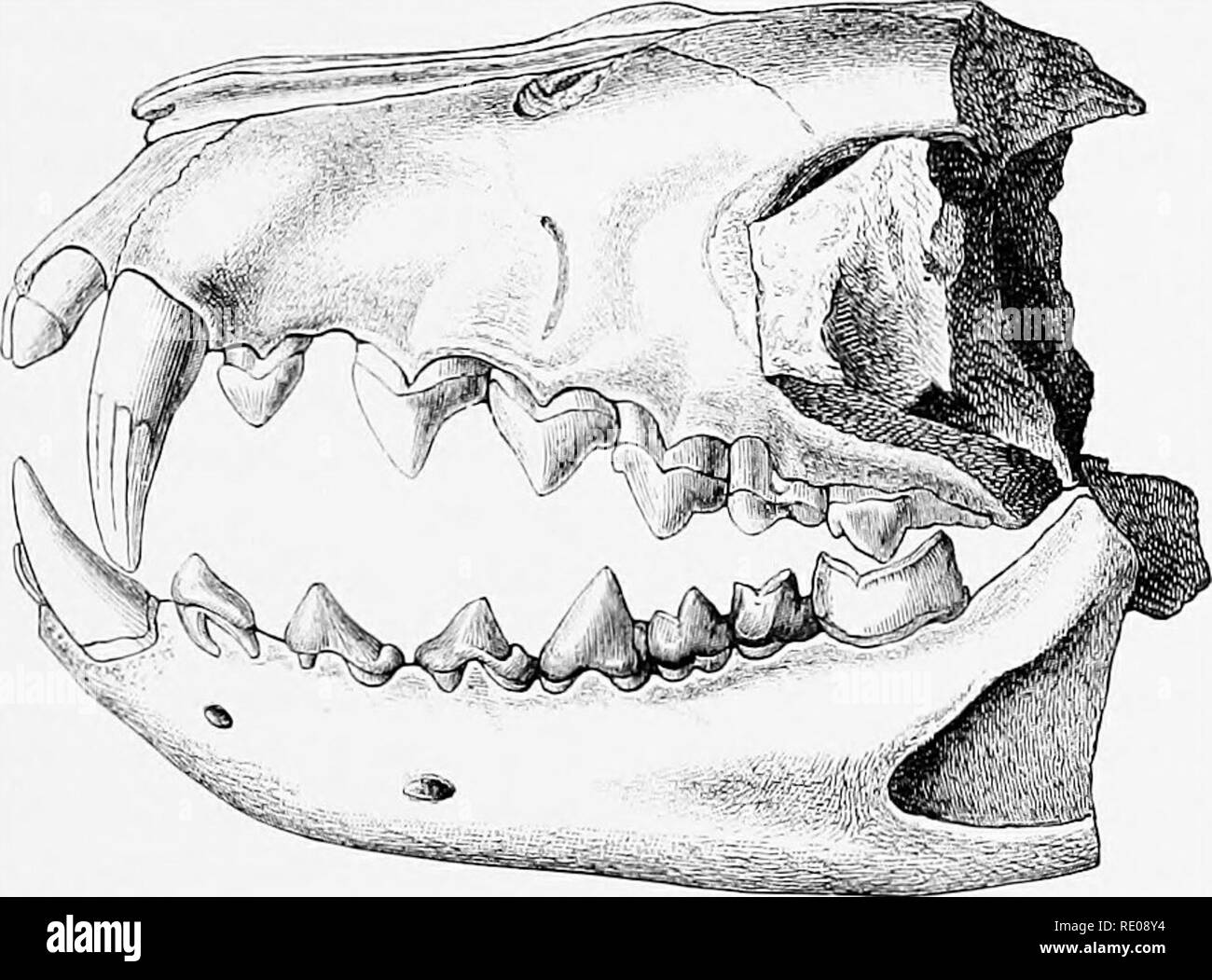 . Eine Einführung in das Studium der Säugetiere, und ausgestorben. Säugetiere. CREODONTA junge Abschnitte, in die der Auftrag jetzt aufgebrochen geworden ist. Durch einige Zoologen diese haben sollte Beuteltiere, oder zumindest übergangsweise Zeichen zwischen den Metatherian und Eutherian Unterklassen zu zeigen. Durch andere sie als insgesamt, das Eigentum der letztgenannten Gruppe sah, und wie die gemeinsamen Vorfahren der vorhandenen Fleischfresser und Insektenfressern, oder vielleicht eher als Nachkommen oder Verwandten solcher gemeinsamen Vorfahren, die mehr der allgemeinen Zeichen als einer der vorhandenen Arten. Sie sh Stockfoto