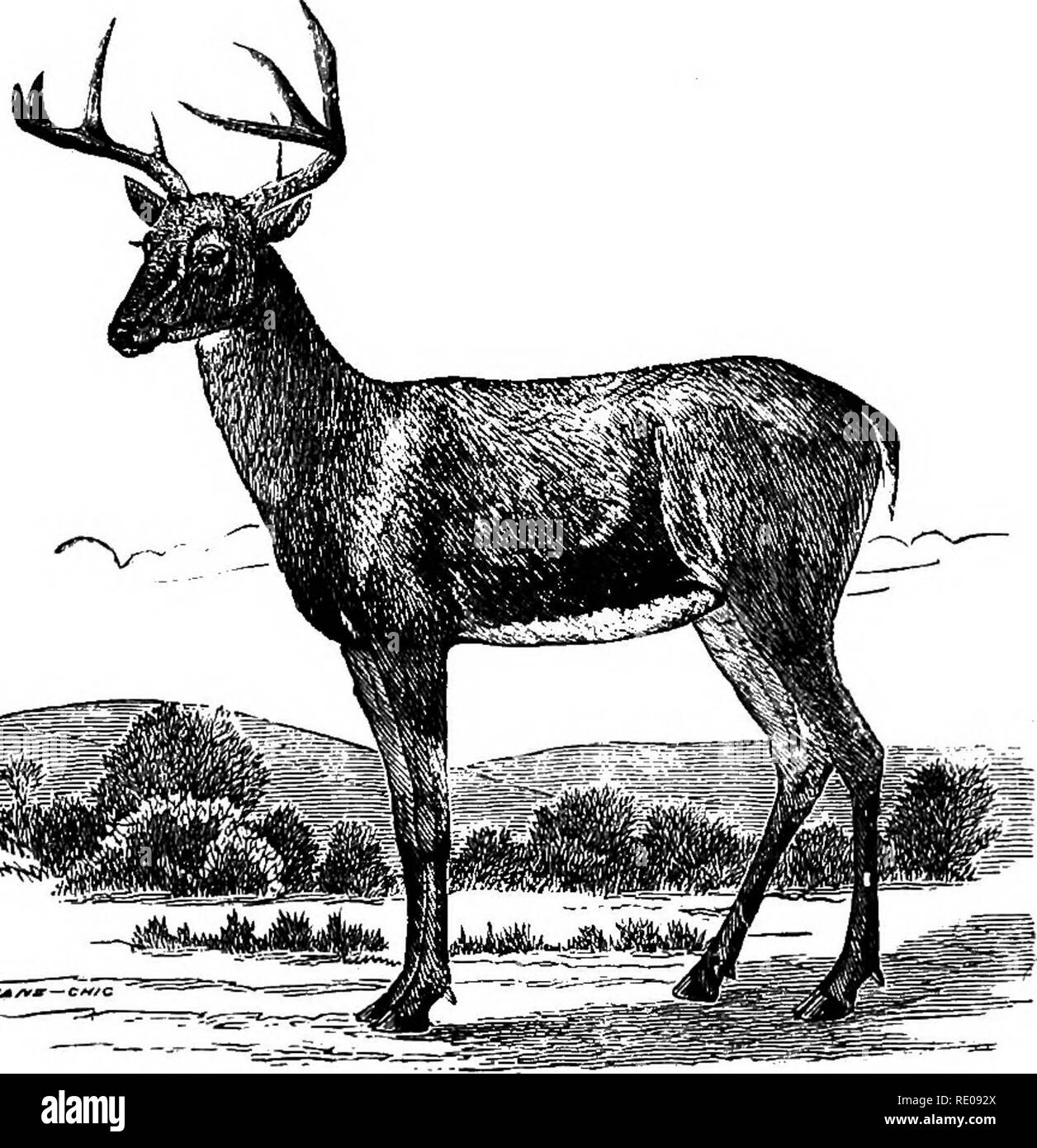 . Zoologie für Schulen und Hochschulen. Zoologie. Abb. B 25.- SkeletoD von Sivathei-ium wiederhergestellt. - Nach Hawkins,. Abb. 626.- Virginian Hirsche. - Von Caton.. Bitte beachten Sie, dass diese Bilder sind von der gescannten Seite Bilder, die digital für die Lesbarkeit verbessert haben mögen - Färbung und Aussehen dieser Abbildungen können nicht perfekt dem Original ähneln. extrahiert. Packard, A. S. (Alpheus Frühling), 1839-1905. New York, H. Holt und Unternehmen Stockfoto