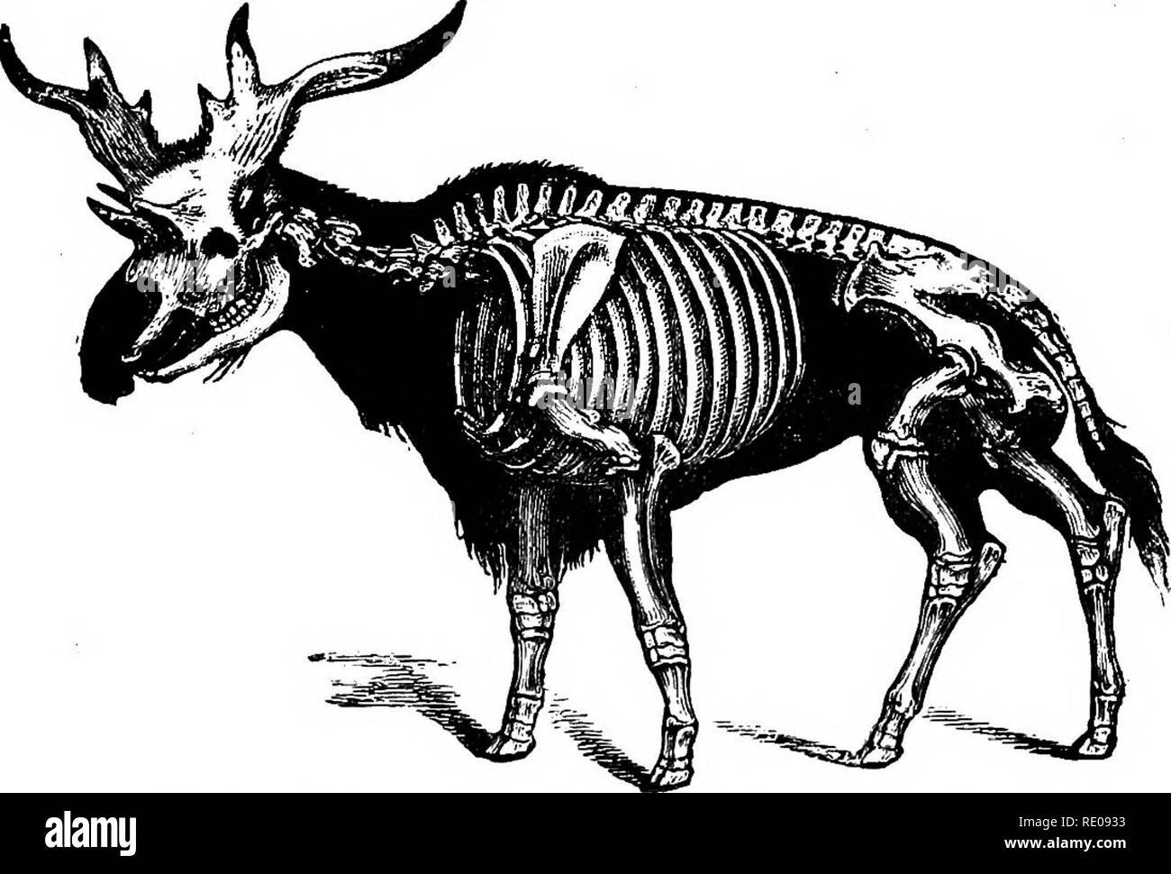 . Zoologie für Schulen und Hochschulen. Zoologie. Selbst-TOED UNQULATES. 607. Abb. B 25.- SkeletoD von Sivathei-ium wiederhergestellt. - Nach Hawkins,. Bitte beachten Sie, dass diese Bilder sind von der gescannten Seite Bilder, die digital für die Lesbarkeit verbessert haben mögen - Färbung und Aussehen dieser Abbildungen können nicht perfekt dem Original ähneln. extrahiert. Packard, A. S. (Alpheus Frühling), 1839-1905. New York, H. Holt und Unternehmen Stockfoto