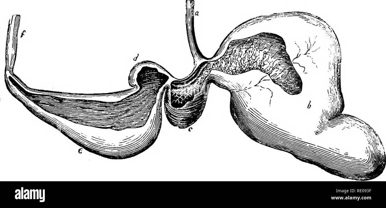 . Zoologie für Schulen und Hochschulen. Zoologie. 604 ZOOLOGT. Das Pferd im Orient hat fünf, und m die West (Afrika) sechs Lendenwirbel; in Arabien beide Formen auftreten; in der Pferd mit aber fünf Lendenwirbel die Form des Schädels ist auch difEerent. Die Hemippus, die tarpau und muzir von Tartary, sowie die Weißen, shaggy Pferd der Hochebenen von Pamir in Zentralasien die oft als der ursprüngliche Bestand betrachtet, kann eine Rasse sein, die zu einer wilden Zustand zurückgekehrt ist, da teilweise wilde Pferde in Syrien auftreten, auf dem Don und leben in großen Herden auf der Llanos und Pampas von Süd Ame Stockfoto