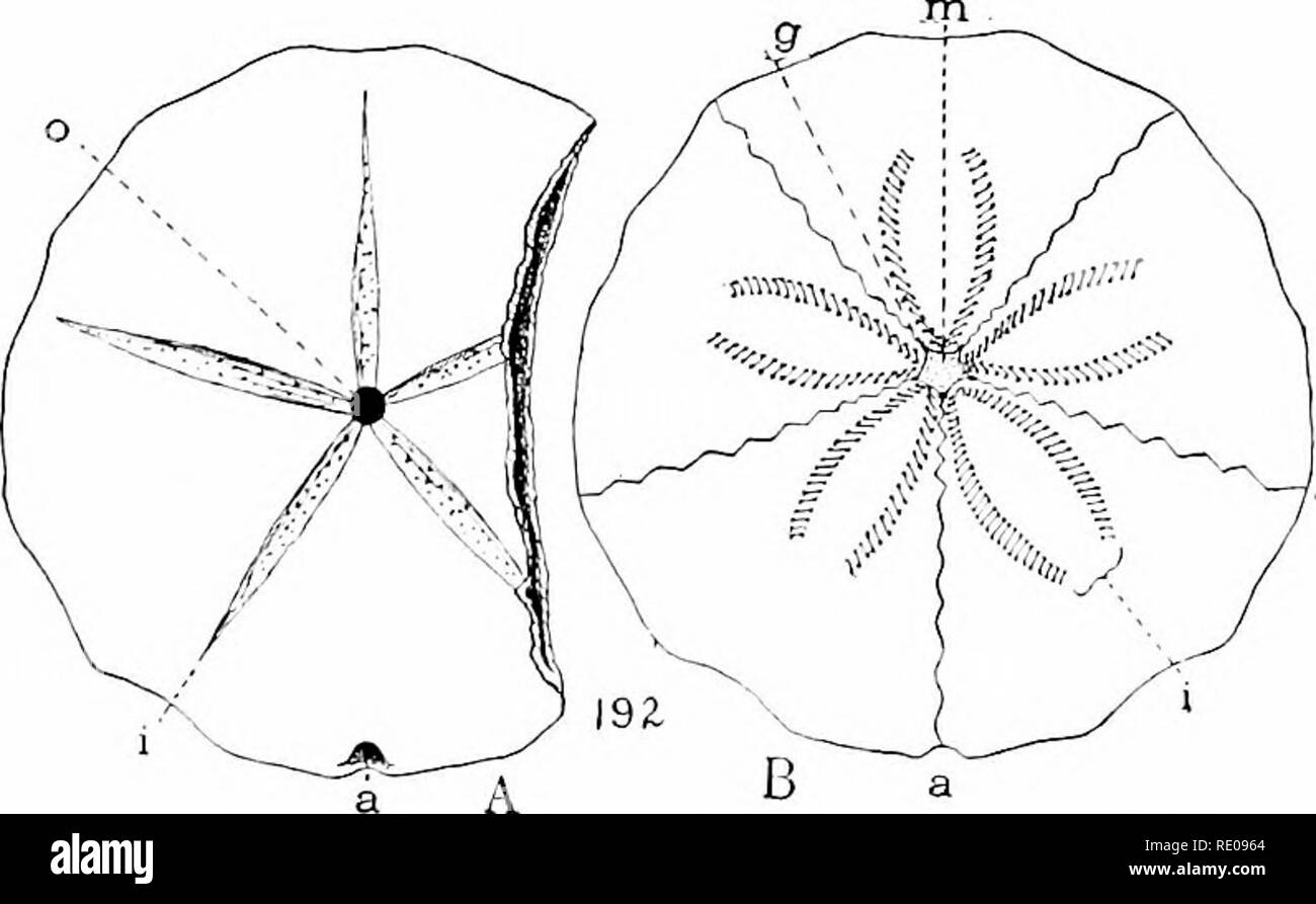 . Ein Handbuch der Zoologie. Zoologie. Aber woanders ist es eine doppelte Spirale. Sie steigt aus dem Biouth, einmal drehen, und dann, biegen auf sich selbst, Spulen in umgekehrter Richtung zum Anus (Abb. 331). In der Regel der erste Teil des Kanals wird begleitet durch einen Siphon, ein Zubehör Rohr Öffnung in das Rohr an beiden Enden in der Excejit Sjjatangoids der Mund ist durch Feuer scharfe umgeben - wies kalkhaltigen Platten, die Zähne, Abb. 332. - Aristoteles', die in der Echinoids sind von einem 'Taurlfvsnvfa^i" unterstützt.^^ (EIN! t-komplizierte System von leyers, fulcra, und Mus-d'? rto?'^™ '^'';&quot aiveoii Stockfoto