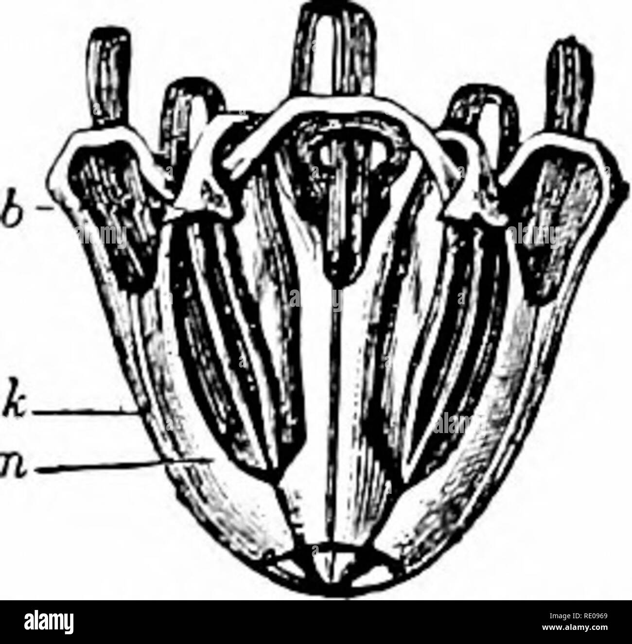 . Ein Handbuch der Zoologie. Zoologie. ir. ECniNOIDEA. 345. Sondern es ist eine doppelte Spirale. Sie steigt aus dem Biouth, einmal drehen, und dann, biegen auf sich selbst, Spulen in umgekehrter Richtung zum Anus (Abb. 331). In der Regel der erste Teil des Kanals wird begleitet durch einen Siphon, ein Zubehör Rohr Öffnung in das Rohr an beiden Enden in der Excejit Sjjatangoids der Mund ist durch Feuer scharfe umgeben - wies kalkhaltigen Platten, die Zähne, Abb. 332. - Aristoteles', die in der Echinoids sind von einem 'Taurlfvsnvfa^i" unterstützt.^^ (EIN! t-komplizierte System von leyers, fulcra, und Mus-d'? rto? Stockfoto