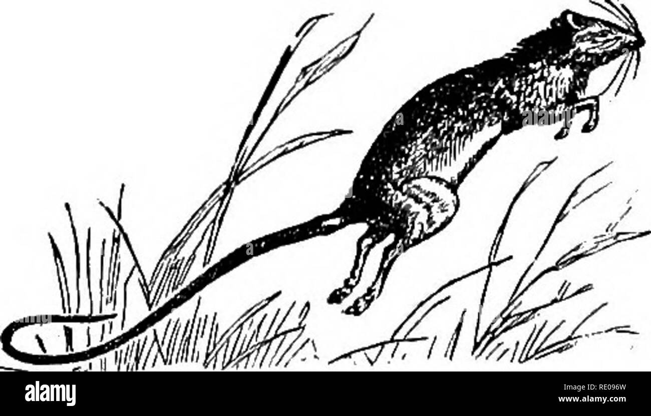 . Zoologie für Schulen und Hochschulen. Zoologie. Abb. S06.- Der spalax oder Blind Essen. - Nach Owen. enthält. Die größte aller vorhandenen Nagetieren ist die Capy - Bara von Südamerika, die aussieht wie ein Schwein. Dies wird durch die Krümmungsanalyse mit Stacheln Krümmungsanalyse mit Stacheln, die entweder lebt in Bäumen oder gräbt in der Erde gelang es, während der intelligente, aktive Formen der Biber, Bisamratten, der Europäischen blinde Ratte {Spalax, Abb. 506) Die Ratten und Mäuse, Eichhörnchen, und schließlich die Murmeltiere. Die Kuppeln - tic Maus und die beiden Ratten, die Braune oder Norwegen Ratte {Mus decumanus Pallas), die Schwarze Ratte {Mus rattus Linn.), und das gemeinsame Haus Maus Stockfoto