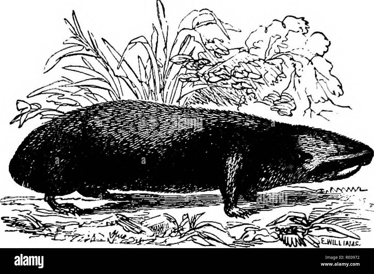 . Zoologie für Schulen und Hochschulen. Zoologie. 586 Zoologie. Als Bisamratte, ist nachtaktiv in ihren Lebensgewohnheiten und daher selten gesehen, und Baue in der Erde, Fütterung auf Wurzeln. Die niedrigsten in Intelligenz sind, vielleicht, die Hasen, Rep - von der gemeinsamen unterschiedlichen {Hase Lepus Amerika-nus Erxleben, Schwein. 505), von denen eine interessante Vielfalt, L. Bairdii, lebt auf dem alpinen Gipfeln der Eocky Moun-^:p^^. Abb. S06.- Der spalax oder Blind Essen. - Nach Owen. enthält. Die größte aller vorhandenen Nagetieren ist die Capy - Bara von Südamerika, die aussieht wie ein Schwein. Dies wird durch das Stachelschwein gelungen, whi Stockfoto