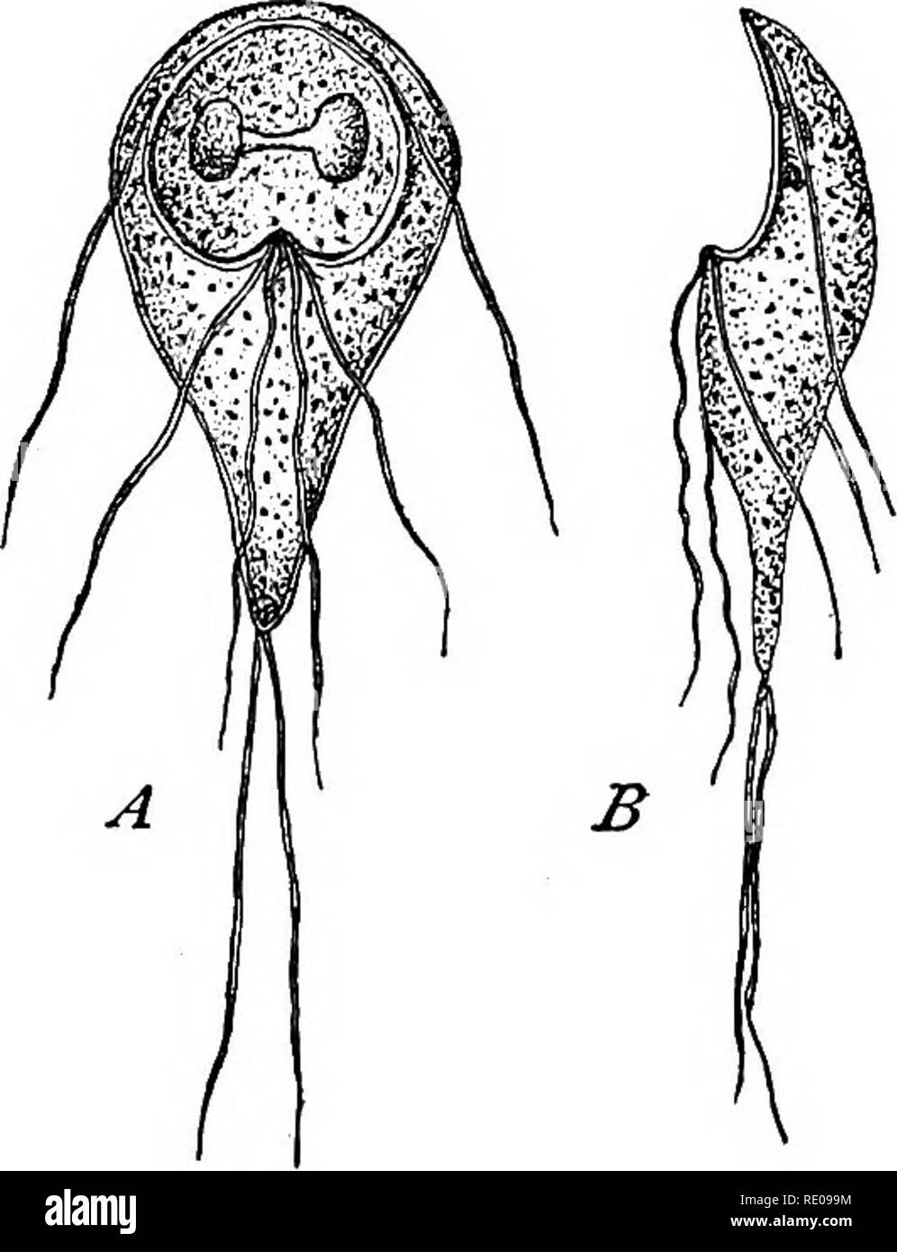 . Die protozoen. Protozoen. 126 Die PROTOZOEN, wo die Flagellen, sind in eigenen Gruppen, Es gibt eine Öffnung an der Unterseite der einzelnen Gruppe. Die Manschette des Choanoflagellida ist besonders für die Sammlung und die Richtung der Speisereste in den Innenraum angepasst. Perty (52), Kent (81), Stein (67), Entz ('88), und andere haben eine Reihe von Arten, die behaupten Sie beschrieben haben beide Arten von Nahrung und sind Vermittler zwischen den holozoic und holophytic Formen; aber Biitschli, obwohl er zugibt, dass Essen - nehmen kann entweder holophytic holozoic oder in einer Form werden mindestens {Chromulina flavi-Dosen), Stockfoto
