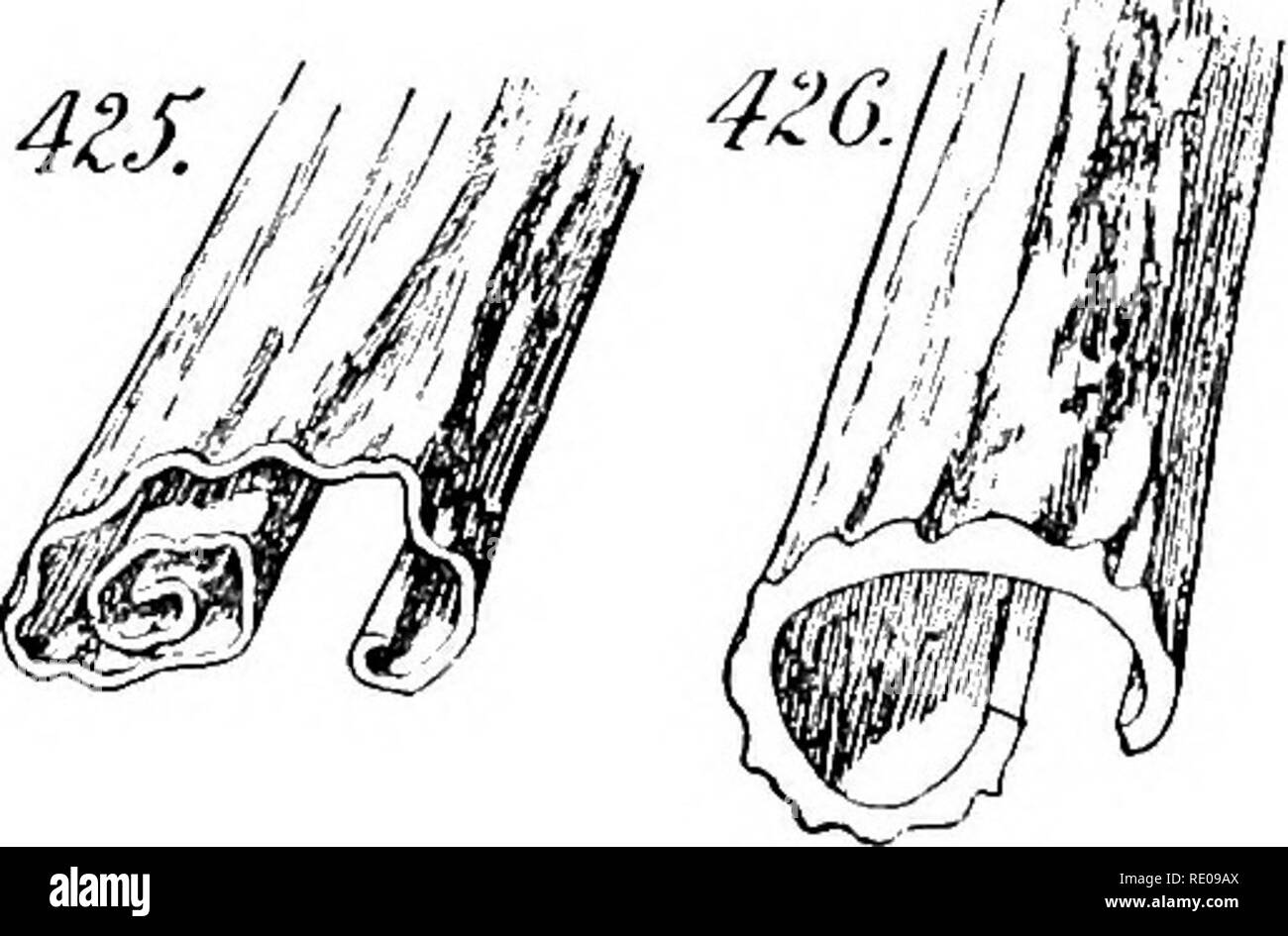 . Ein Handbuch für strukturelle Botanik; ein einführendes Lehrbuch für Studierende der Naturwissenschaften und der Pharmazie. Anlage Morphologie. Die Rinde 151 separierbarkeit von einander, die in Laminae, zusammen mit der Oberfläche char-acters des Letzteren, die externe Farbe und Abzeichen, das Vorhandensein und die Art der Parasiten, und die Farbe und die Ungleichheiten der inneren Oberfläche. Die Laminae. - Die Laminae nicht vollständig auf diiferent Gewebe Kom-Position abhängig. Die gleichen Gewebe, zu verschiedenen Zeiten produziert, kann Unterschiede ausreichend in unterschiedlichen Grad an Zusammenhalt, sowie deutlich dif führen Stockfoto