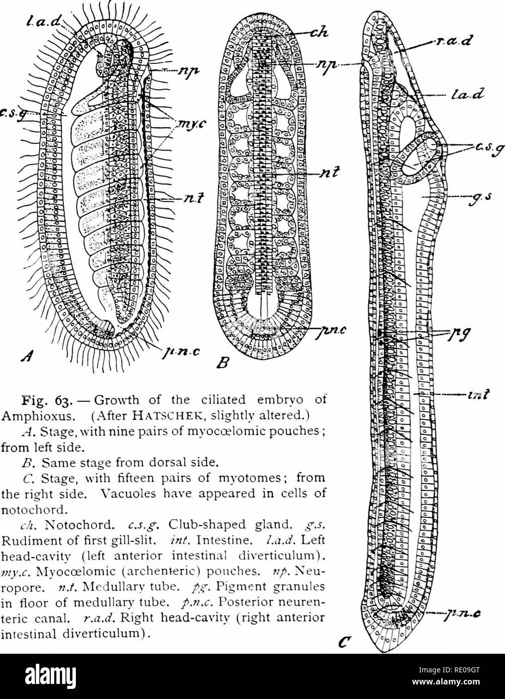 . Amphioxus und die Abstammung der Wirbeltiere. Amphioxus; Seescheiden; Hemichordata. ii 6 DEVELOPMEXT von AMPHIOXUS. des ersten Myotome und erstreckt sich von der rechten Seite unter - Neath auf die linke Seite des Körpers. (Vgl. Abbn. 63A und 71.) Das groove vertieft, und die Margen verschmolz, und so ist es. Abb. 63. - Wachsen - th Der Ciliated embryo von Amphio. xus. (. N ach Hatschek, leicht abgeändert.") A. Bühne, mit neun Paare von myocoelomic Beutel; auf der linken Seite. B. in der gleichen Stufe von dorsal. C. in der Bühne, mit fünfzehn Paare der Myotome; von der rechten Seite. Vakuolen haben in Zellen der notocho erschienen Stockfoto