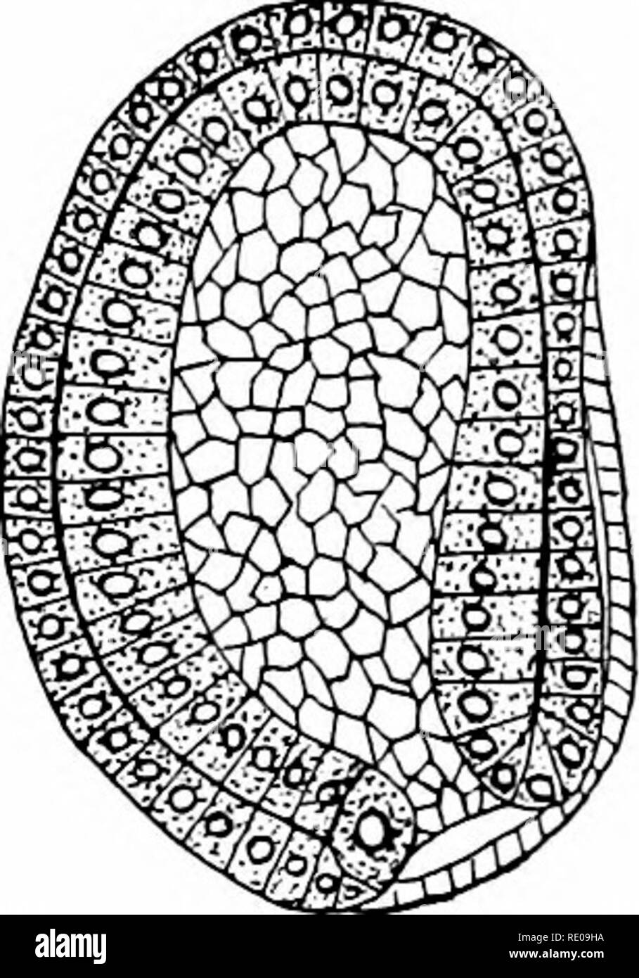 . Amphioxus und die Abstammung der Wirbeltiere. Amphioxus; Seescheiden; Hemichordata. 112 ENTWICKLUNG VON AMPHIOXUS. Während der gegenüberliegenden Seite abgeflacht ist; dies ist ein Anzeichen dafür, dass dorso-ventrale Differenzierung stattgefunden hat, da die abgeflachte Seite markiert das dorsum oder von der Rückseite des Embryo, während die konvexe Seite ventrale ist. Sie kann darüber hinaus gesehen werden, dass die blastoporus auf der dorsalen Seite des Embryos geneigt ist. Die dorsale Neigung der blastoporus ist besonders charakteristisch für die Wirbeltiere Gastrula-stadium aus Seescheiden bis zu den höchsten craniate Formen. In der Inverte - brates (Anne Stockfoto