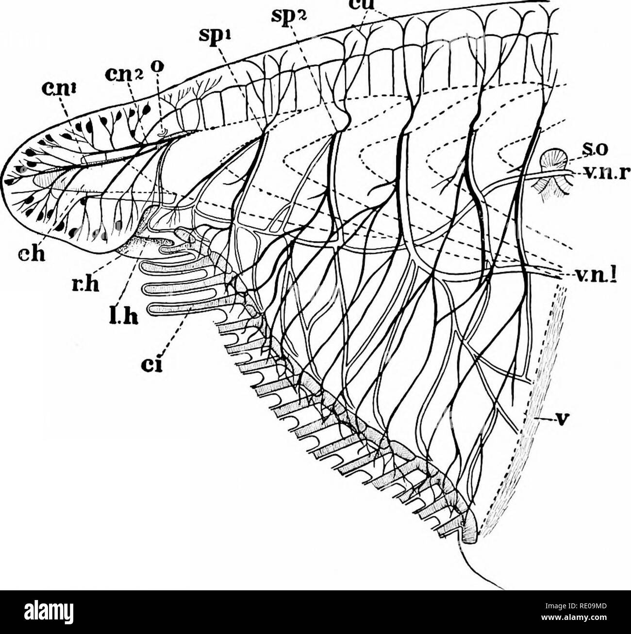 . Amphioxus und die Abstammung der Wirbeltiere. Amphioxus; Seescheiden; Hemichordata. 84 Anatomie von AMPHIOXUS. Segment des Körpers. Dorsalen und ventralen Wurzeln sind völlig unabhängig voneinander, und an keiner Stelle verwenden sie Coa - lesce, wie Sie in der craniota. In weiteren Gegensatz zu Cu cna?. Abb. 42 A.-Innervation tlie Region der mündlichen Haube und Schnauze. (Nach Hatschek,. etwas nach Aussagen der' geändert. WifHE.) Ch. Anterior Ende der Chorda dorsalis.ci. Bukkale Cirri, Fwi, en-. Fu t und zweite hirnnerven mit ihren peripheren Ganglien, Cu. Rami cutanei dorsales. Links Links Stockfoto