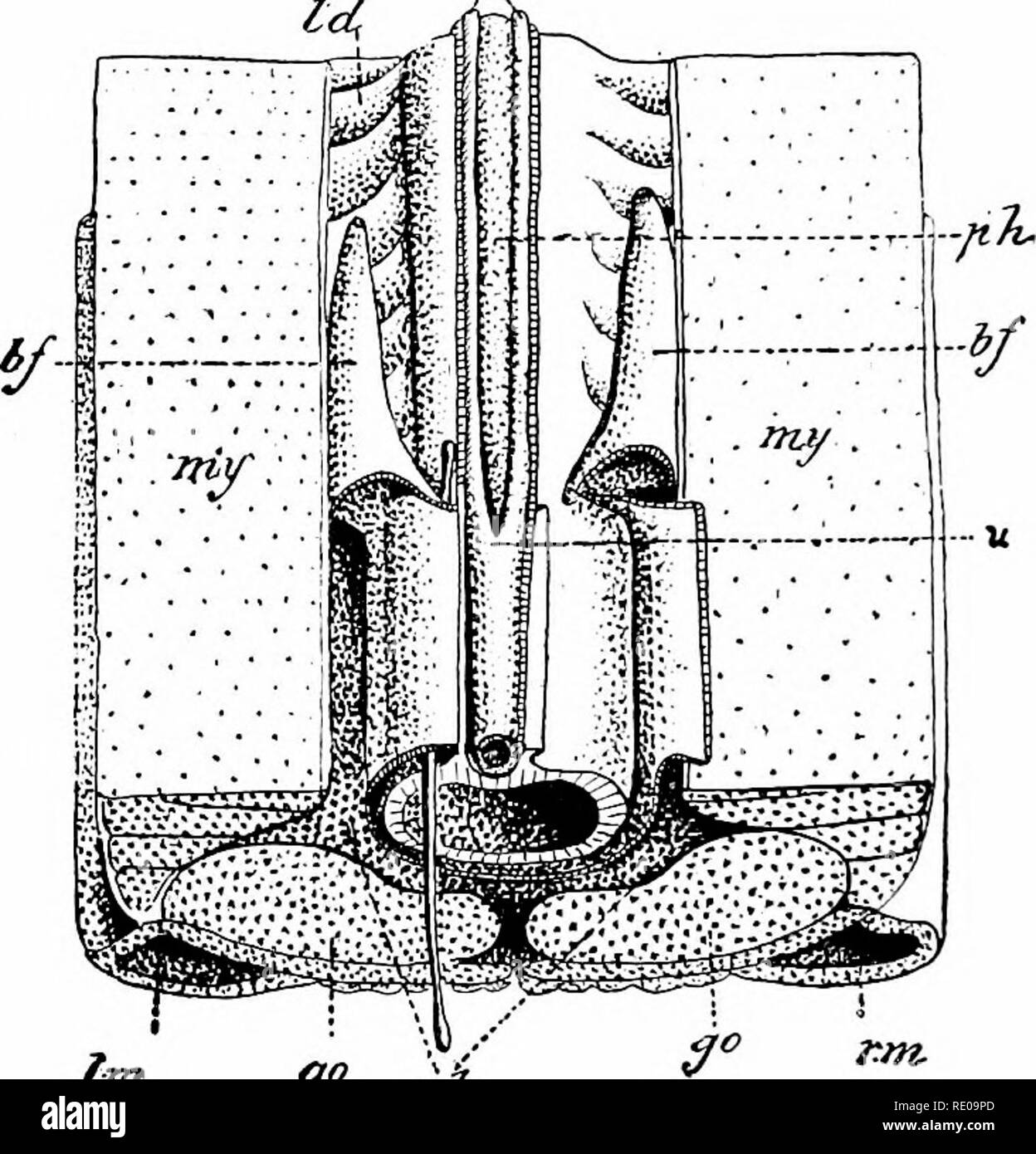 . Amphioxus und die Abstammung der Wirbeltiere. Amphioxus; Seescheiden