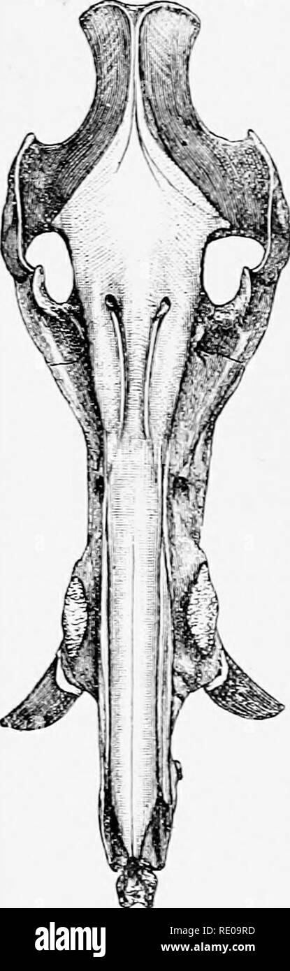 . Eine Einführung in das Studium der Säugetiere, und ausgestorben. Säugetiere. 284 UNGULATA Mann Inseln;. S'. faevanu. s, Formosa; S. leucomystox, Japan; S. verracu. ms, Java, Borneo, Ceram; S. larlatm, Borneo; S. cdebensis, Celebes, Philippinen, und ^ Molukken; S. longirosfris, Borneo und Java. Die letzten vier Arten bilden eine verbündete Gruppe, in der die Gesichtsbehandlung Teil des Schädels kann sich erheblich verlängert;, S'. harbatus und &lt; S'. celebensis durch die geringe Größe und die einfache Struktur Der talon der dritten Molaren gekennzeichnet ist. Der Schädel von S. longirostris ist in Abb. dargestellt. 104 und 105. Die kleine S. Ein Stockfoto