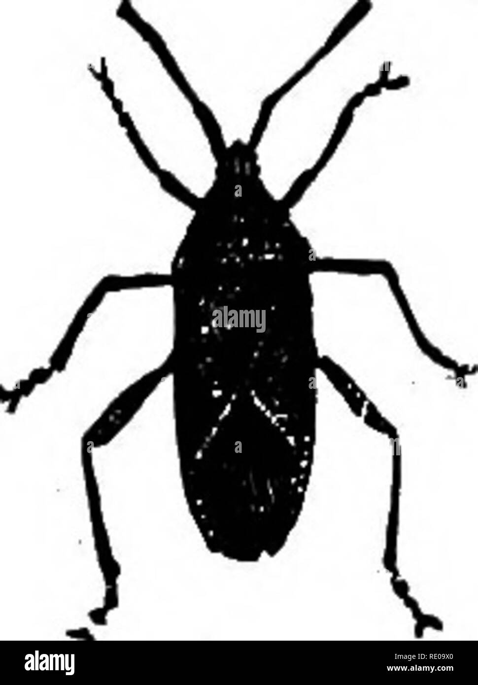 . Zoologie für Schulen und Hochschulen. Zoologie. EEMIPTERA. 349 Bugs. Sie haben alle saugenden Mund - Teile, die Kiefer und erste maxillae, Borsten, und ummantelte durch die Schamlippen oder zweiten maxillse. Ihre metamor-phoses unvollständig sind, die Larve, wie die Erwachsenen, mit der Ausnahme, dass die Flügel nicht vorhanden sind. Viele Bugs sezernieren eine unangenehme Flüssigkeit aus Drüsen in der inetathorax sitzt. Die Läuse sind niedrig, Flügellosen parasitäre Hemiptera. Die squash-Bug (Abb. 326, Coreus Tristis) und Chinch-bug {Blissus leucopterus Uhler) sind Arten der Bestellung. A'^ ul ^^ZZ Während die meisten Insekten leben, aber ein oder zwei Jahre, Stockfoto