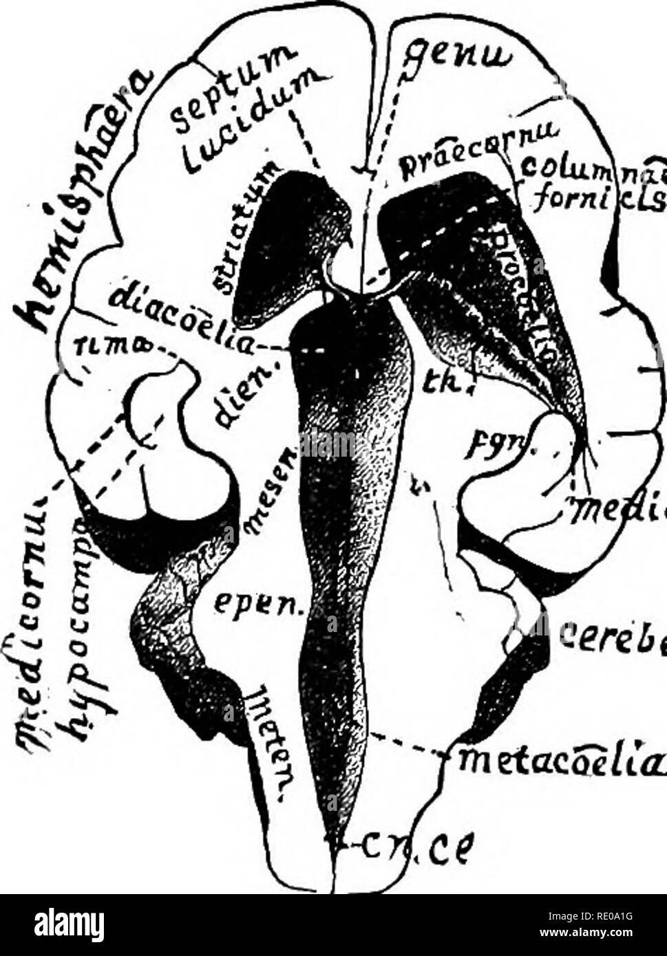 . Anatomische Technologie, die Hauskatze angewendet; eine Einführung in Human-, Veterinär- und vergleichende Anatomie. Katzen; Dissection; Säugetiere. 440 anatomische Technologie. (13) Seitliches Eacli die Hälfte der rlunencephalon besteht aus einem Lobus olfactorius verbunden mit dem prosencephalon durch eine eindeutige Crus olfactorium (PI. II, Abb. 3, 4, Cr ol.). (13) Jede procoeUa kann unterteilt, etwas vage werden, in einem zentralen cella Medien (PI. rV, Abb. 15, Aal. m.), und zwei gebogenen Prolongationen, die praecornu (PI. II, Abb. 131, PI. IV, Abb. 15, 16, preu.), und die medicornu (PI. IV, Abb. 15, 17, 18, Mcu). Stockfoto