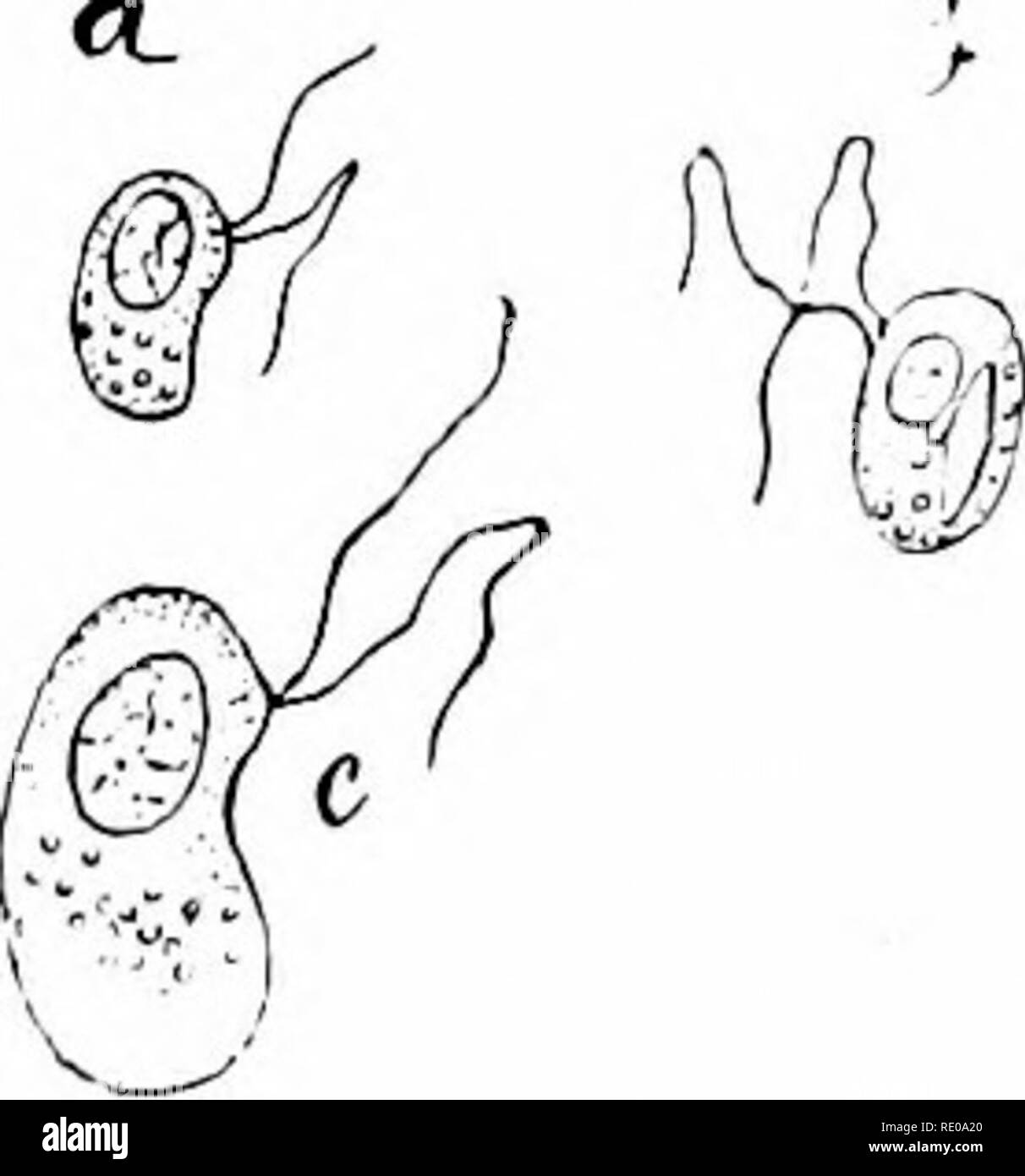 . Ein Handbuch der Zoologie. Zoologie. 1. RHIZOPOBA: RADIOLARIA. 195 in der zentralen Kapsel (Abb. 125), etc. In seltenen Fällen die siieleton ist allein der organischen Substanz {acantldn gebildet); in der Regel ist es Sili- cious und viel Festigkeit. Also Skelette von Radiolaria auftreten, die in den Felsen verschiedener Altersstufen, wie in Caltanisetta, Sizilien, die Nicobars (Tertiär), und der Barbadoes. In der Wiedergabe erst kommt der Kernspaltung, die beginnt eine Abteilung des zentralen Cai) sule (in uni-nucleate Formen mit einer Abteilung des Nukleus) und durch die extracapsulum in der Regel verlängert. Wenn diese nicht teilen eine Kolonie Ergebnis Stockfoto