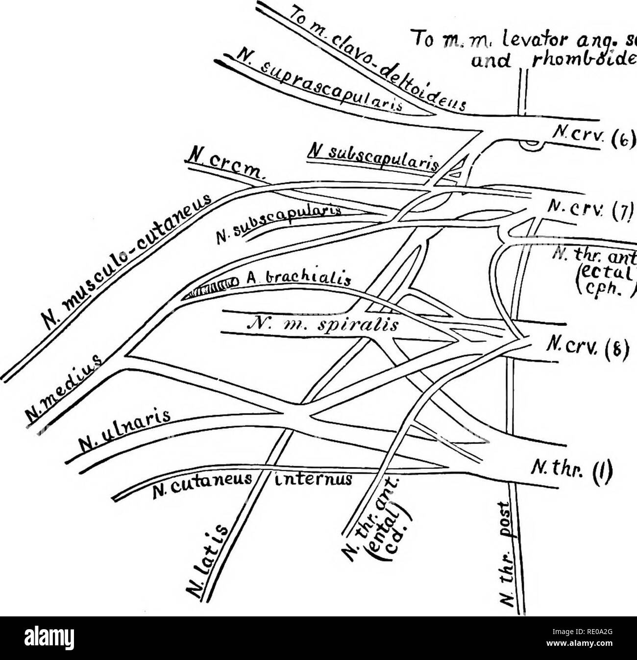 Brachial plexus anterior view SchwarzweißStockfotos und bilder Alamy