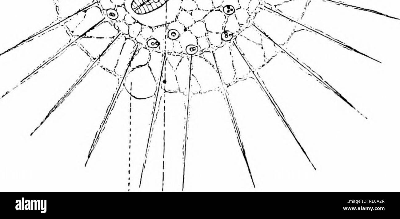 . Ein Handbuch der Zoologie. Zoologie. ev Nil Abb. KO.-AeUnosphcerium eichhcrni. M, medulläres Substanz - wltli Kern)-R, kortikalen Substanz mit kontraktile Vakuolen (cf); iV, Essen - Körper. (Abb. 120), die sich durch Unterschiede im Protoplasma unterschieden, aber nicht durch die Membran getrennt. In der Rinde sind die kontraktile Vakuolen{cv); die Medulla enthält die in der Regel einzelne Kern. Unter tlie polynucleate Formen ist der größte und einer der schönsten von Süßwasser-Arten, Ac/inosphwritim ciMwrni. Viele. Bitte beachten Sie, dass diese Bilder aus gescannten Seite Bilder, die wurden di extrahiert werden Stockfoto